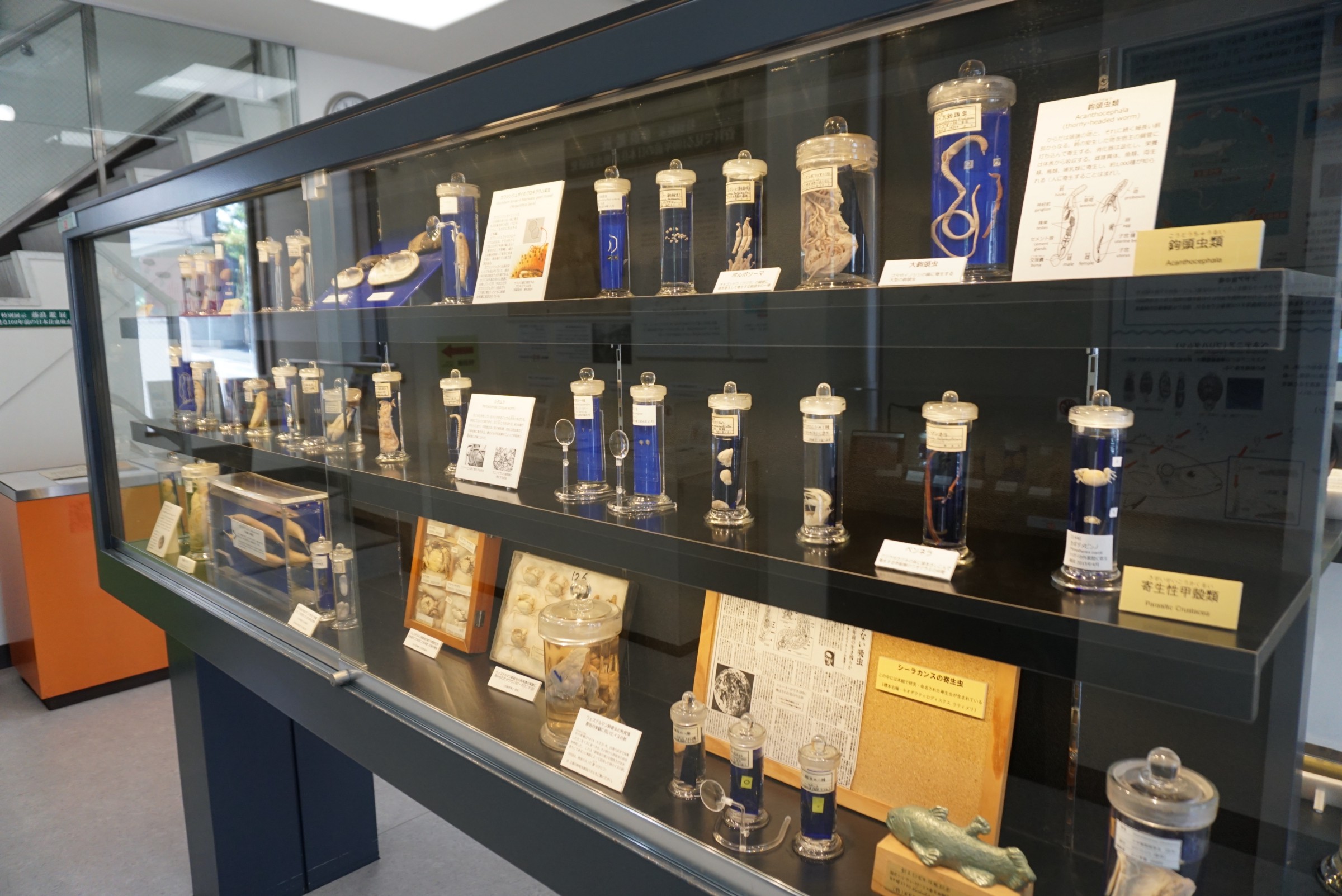 Uma atração em Tóquio para as pessoas com estômago forte