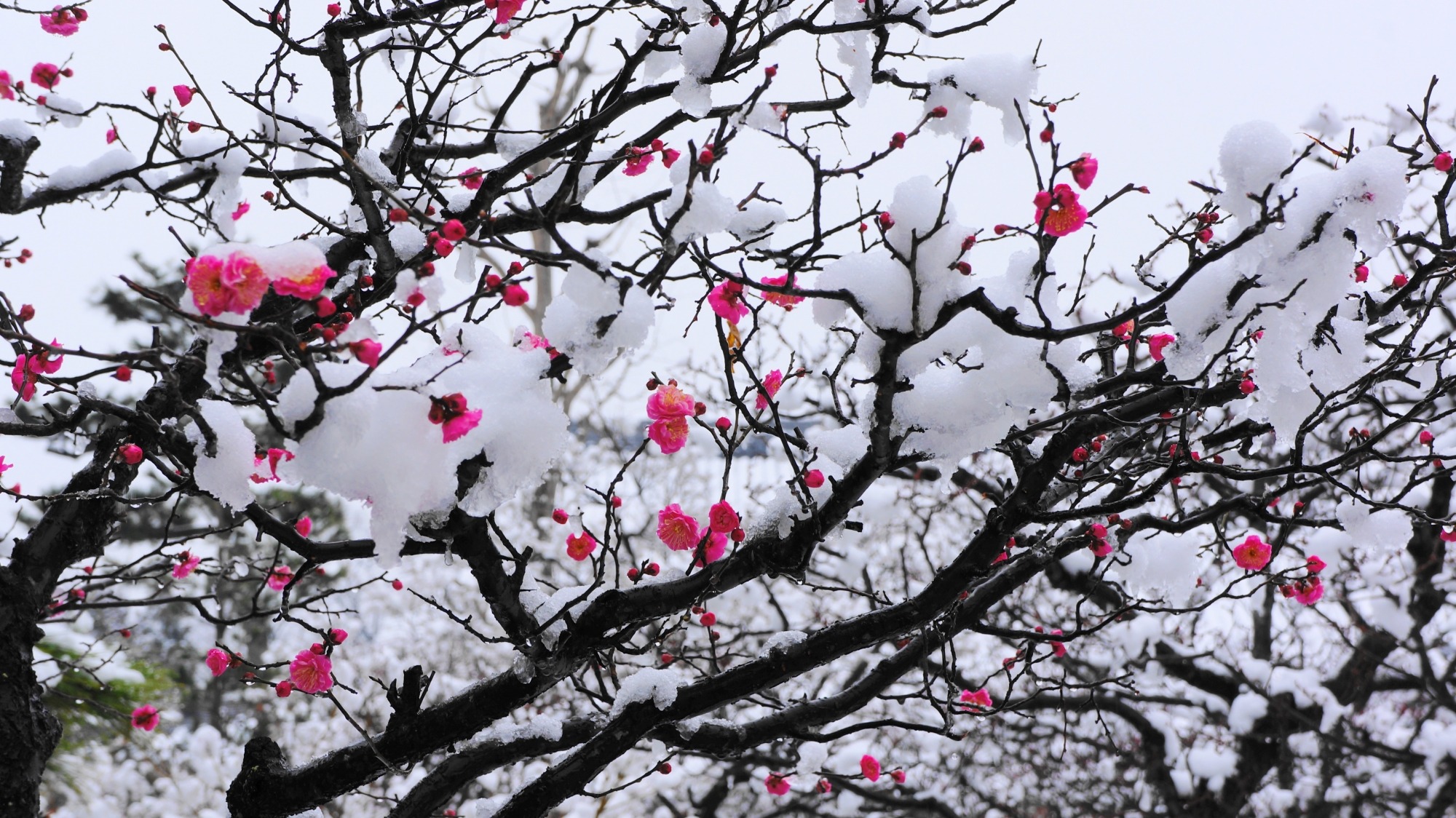 13 Locais Para Ver as Flores de Ameixa no Japão