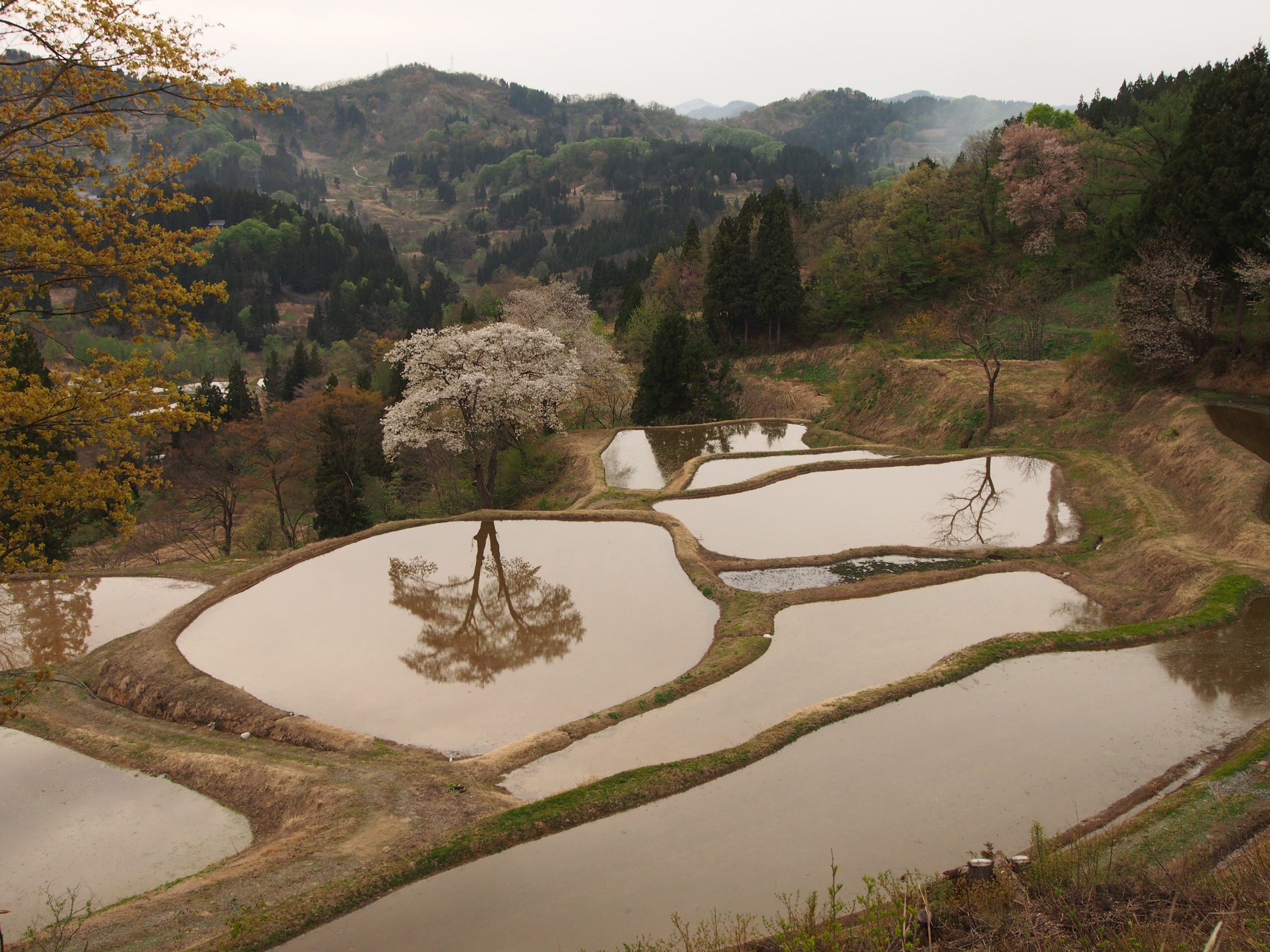Os Mais Belos Terraços de Plantações Arroz do Japão