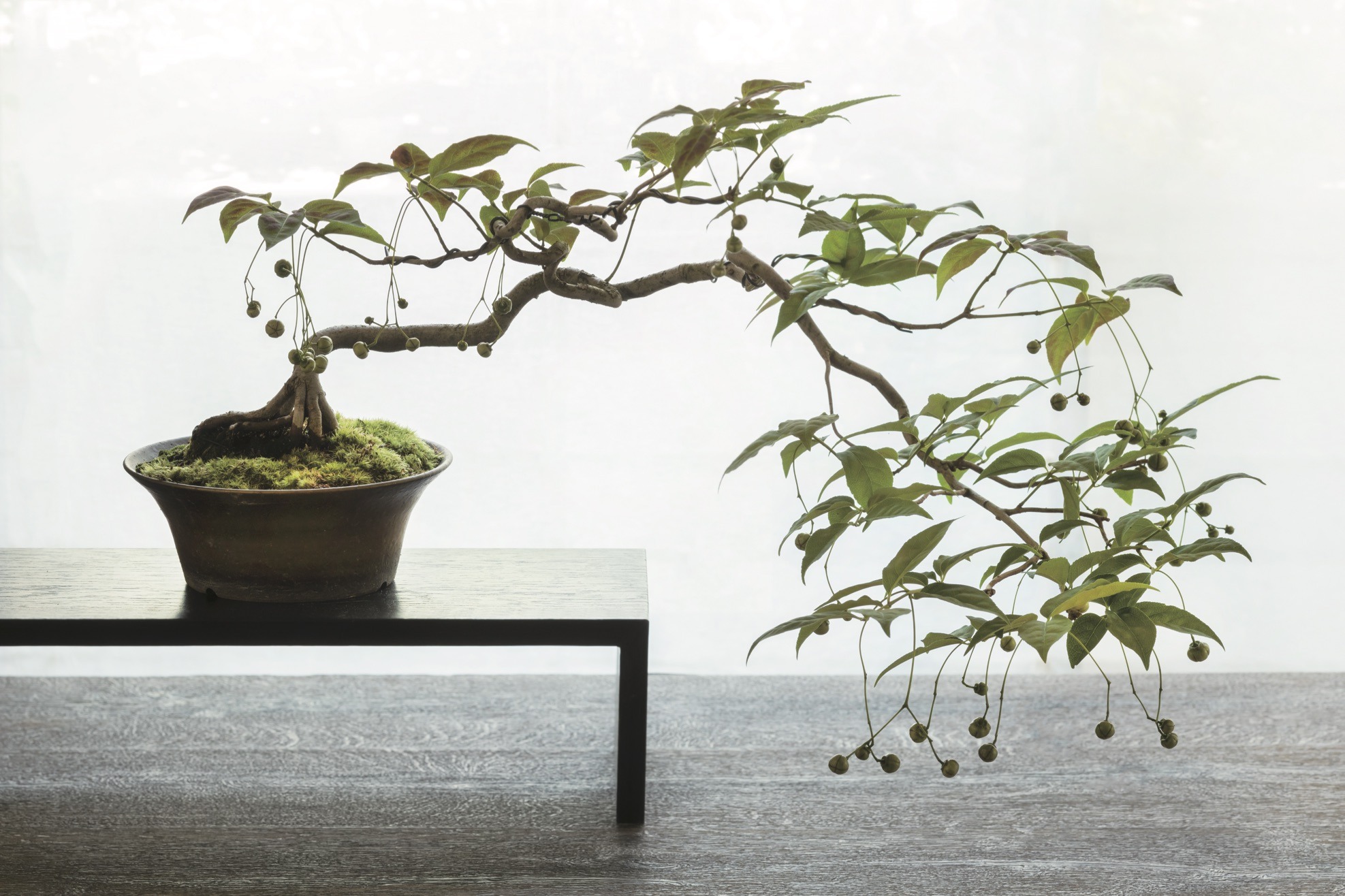 O Bonsai Mais Antigo Do Mundo