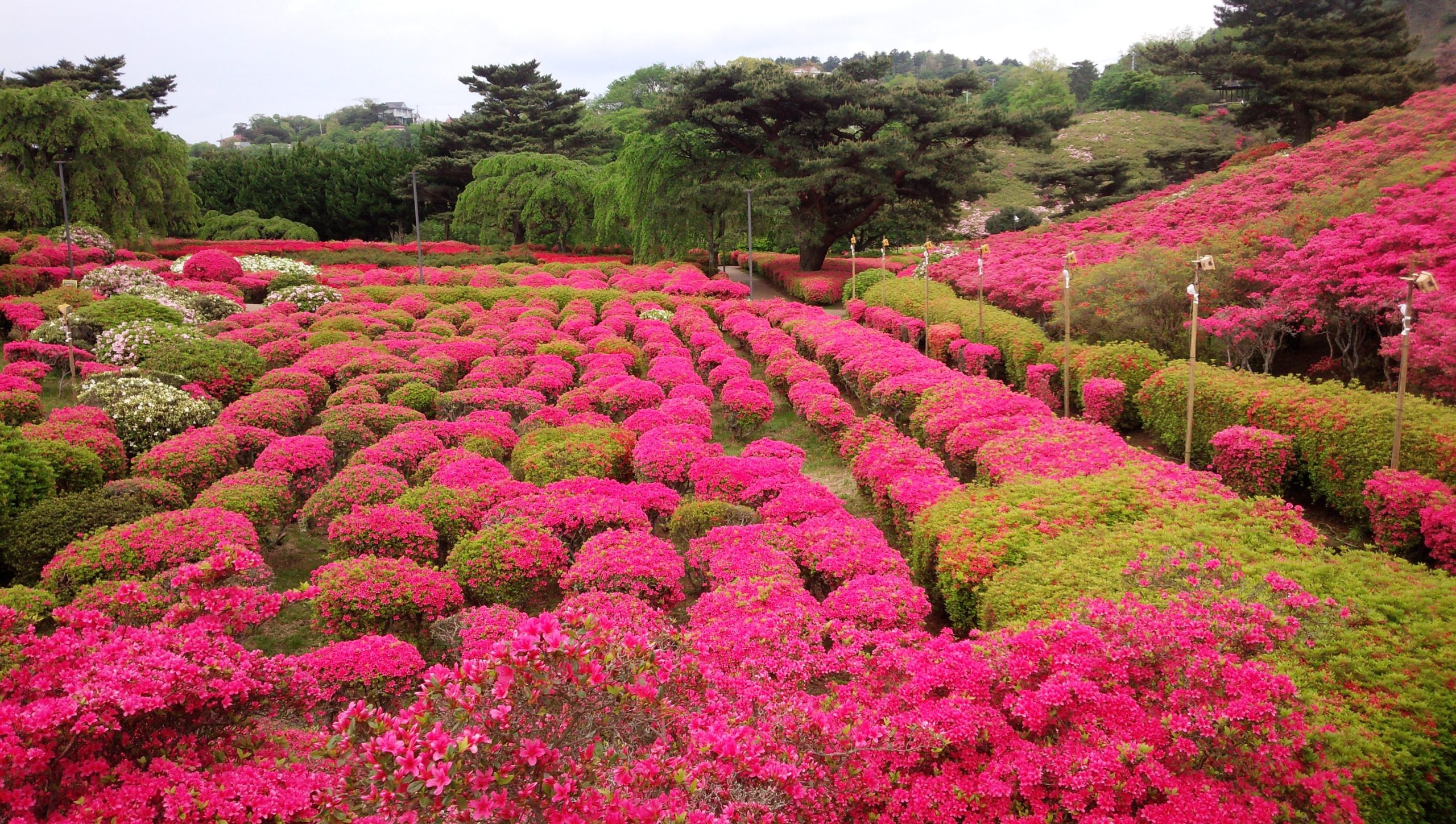 As Belas Azaleias do Komuroyama Park, em Shizuoka