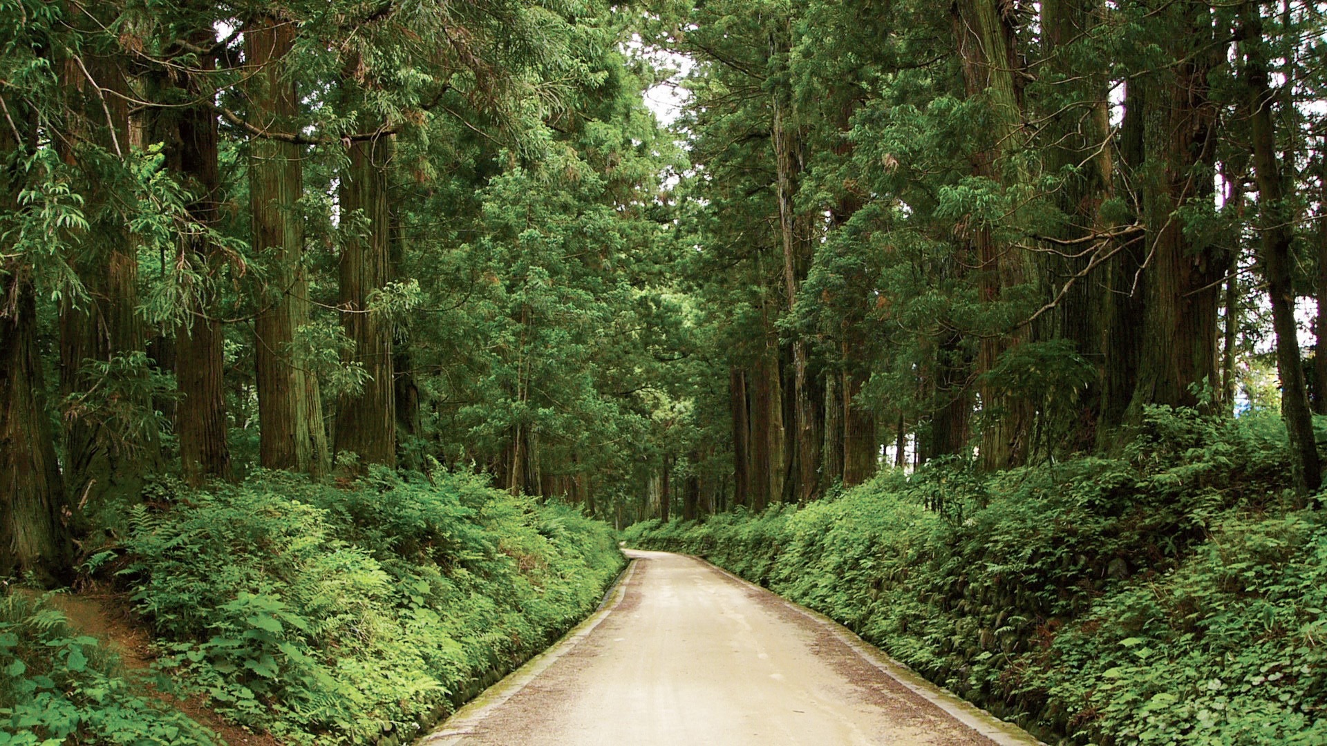 Avenida de Cedros em Tochigi