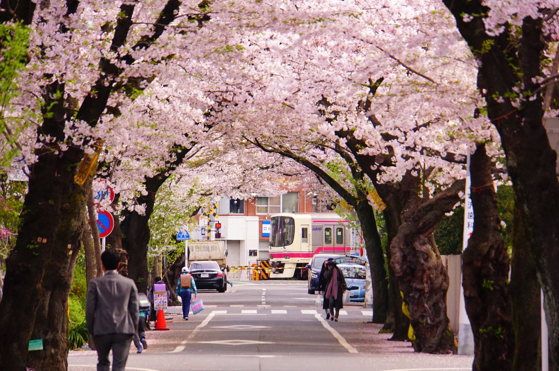 Confira 20 fotos incríveis e belas do florescimento das cerejeiras no Japão