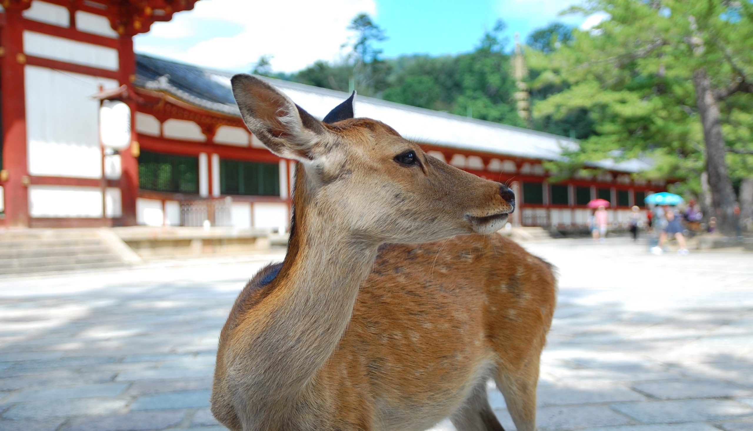 Nara, o doce lar de mais de mil cervos