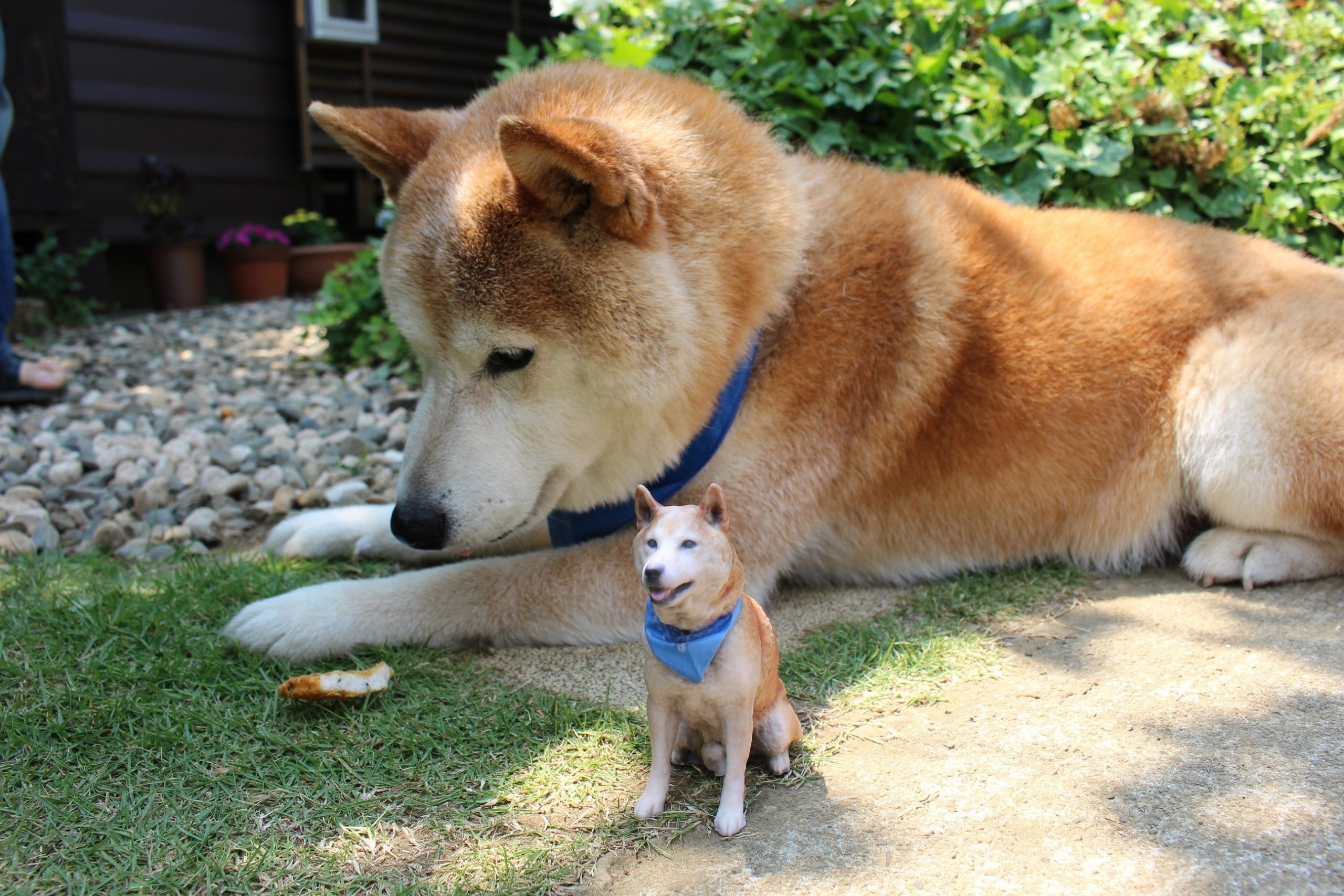 Cão atendente faz sucesso no Japão