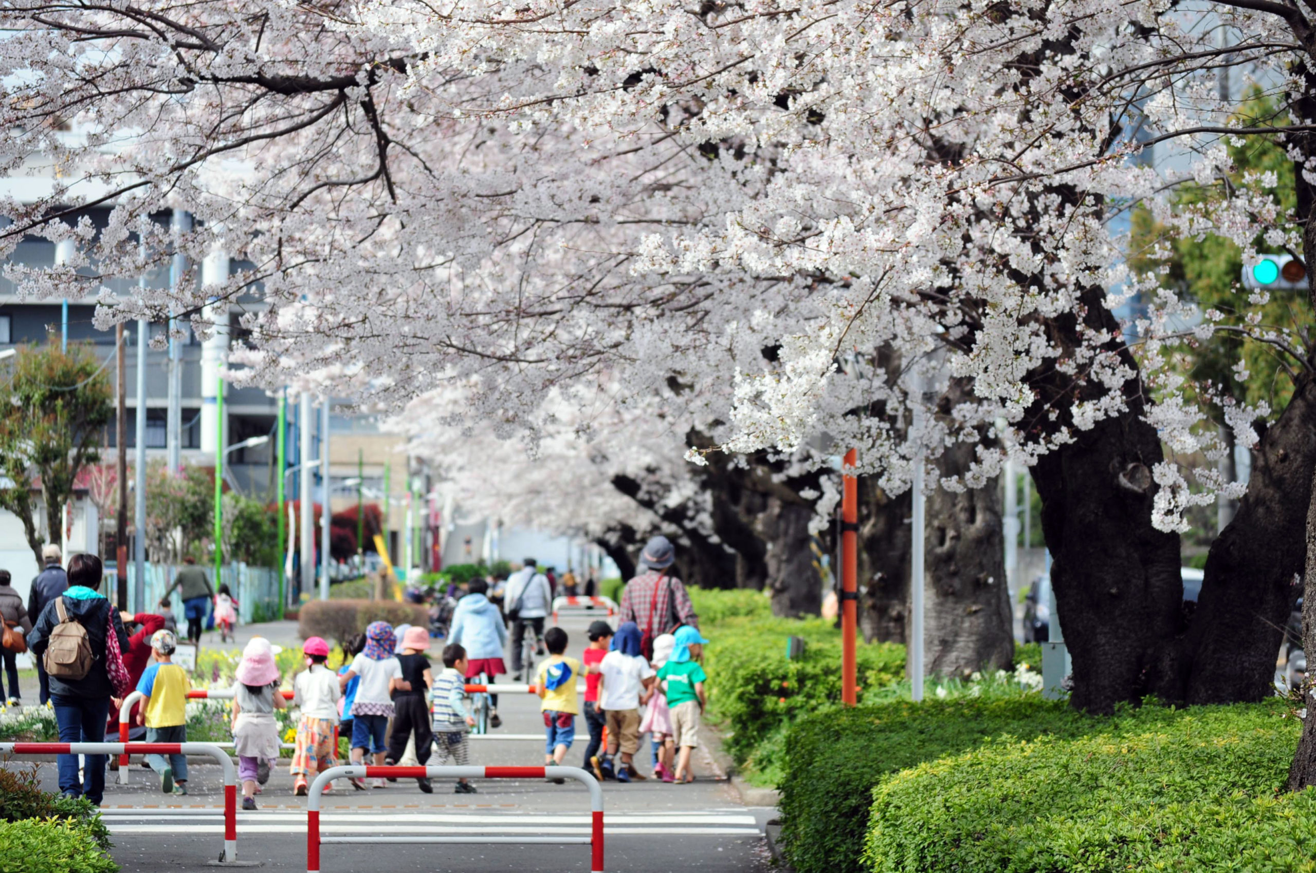 Sakura: Previsão das Flores de Cerejeira 2019