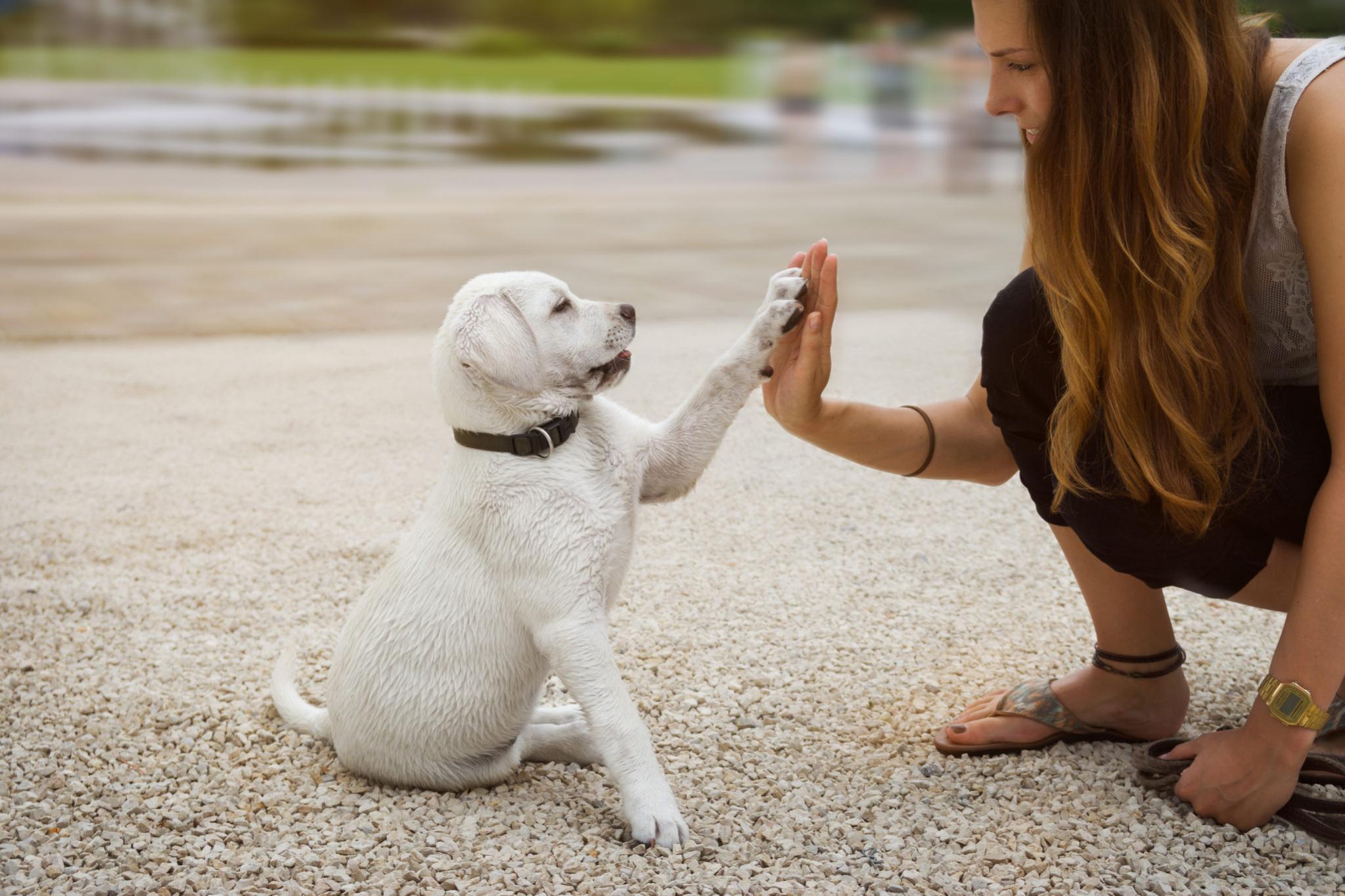 Por que o seu cão é o ser que mais gosta de você?