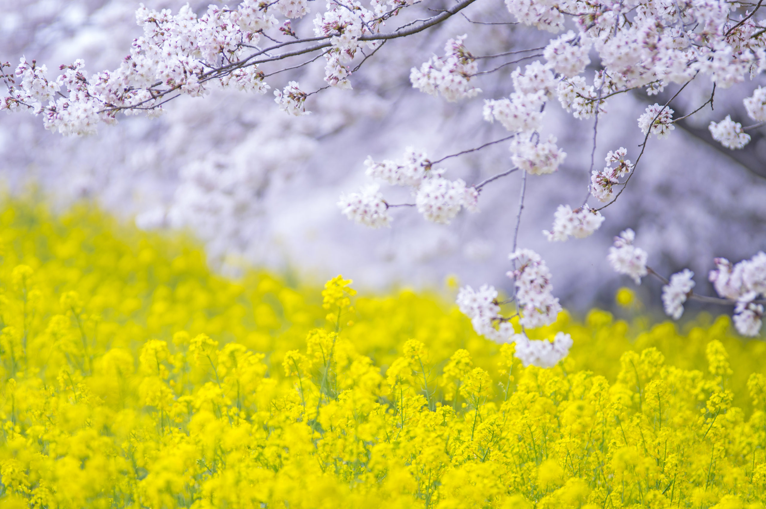 O Belo Contraste do Sakura e Nanohana