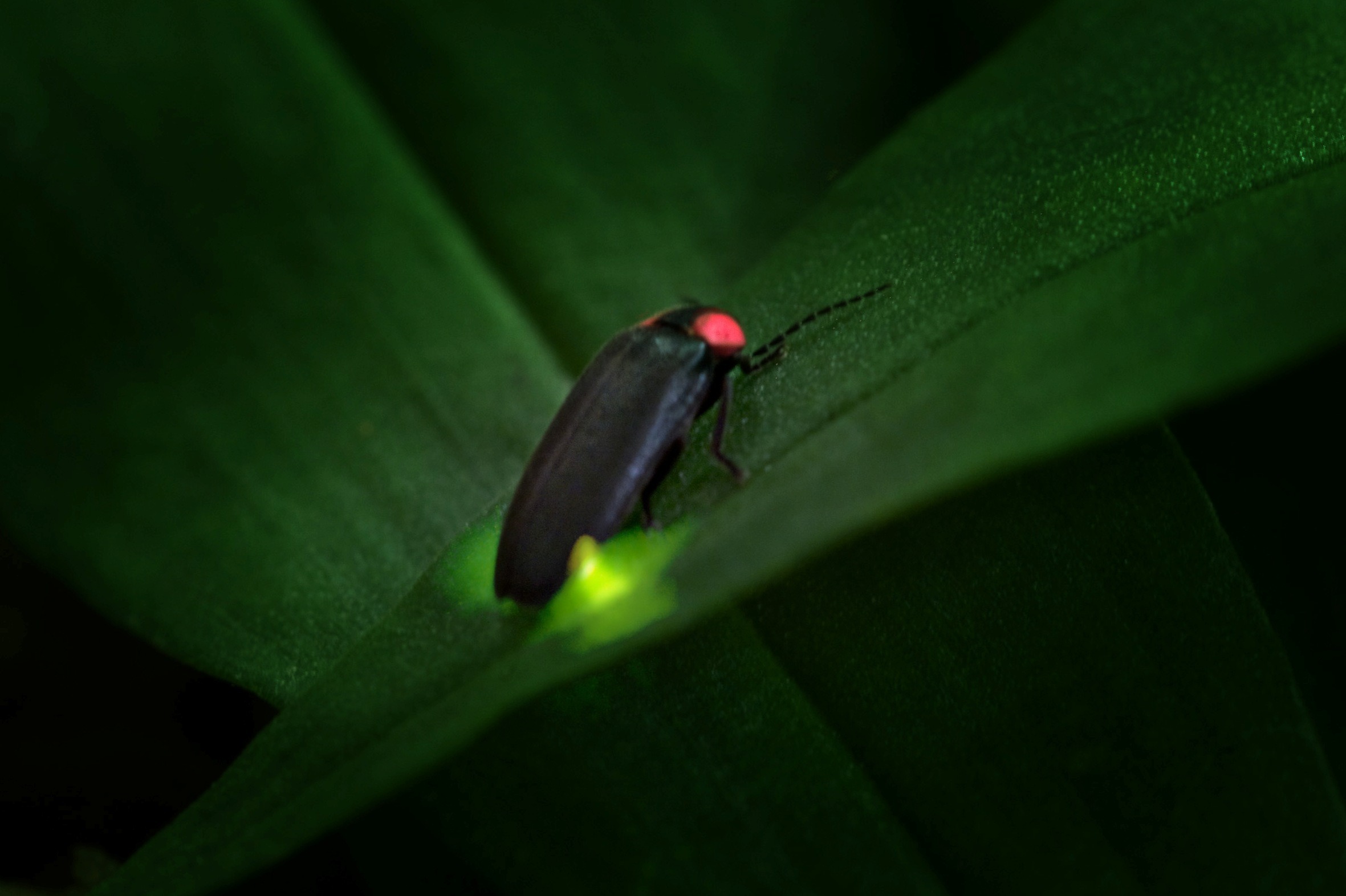 Descobrindo a Vida Selvagem no Japão