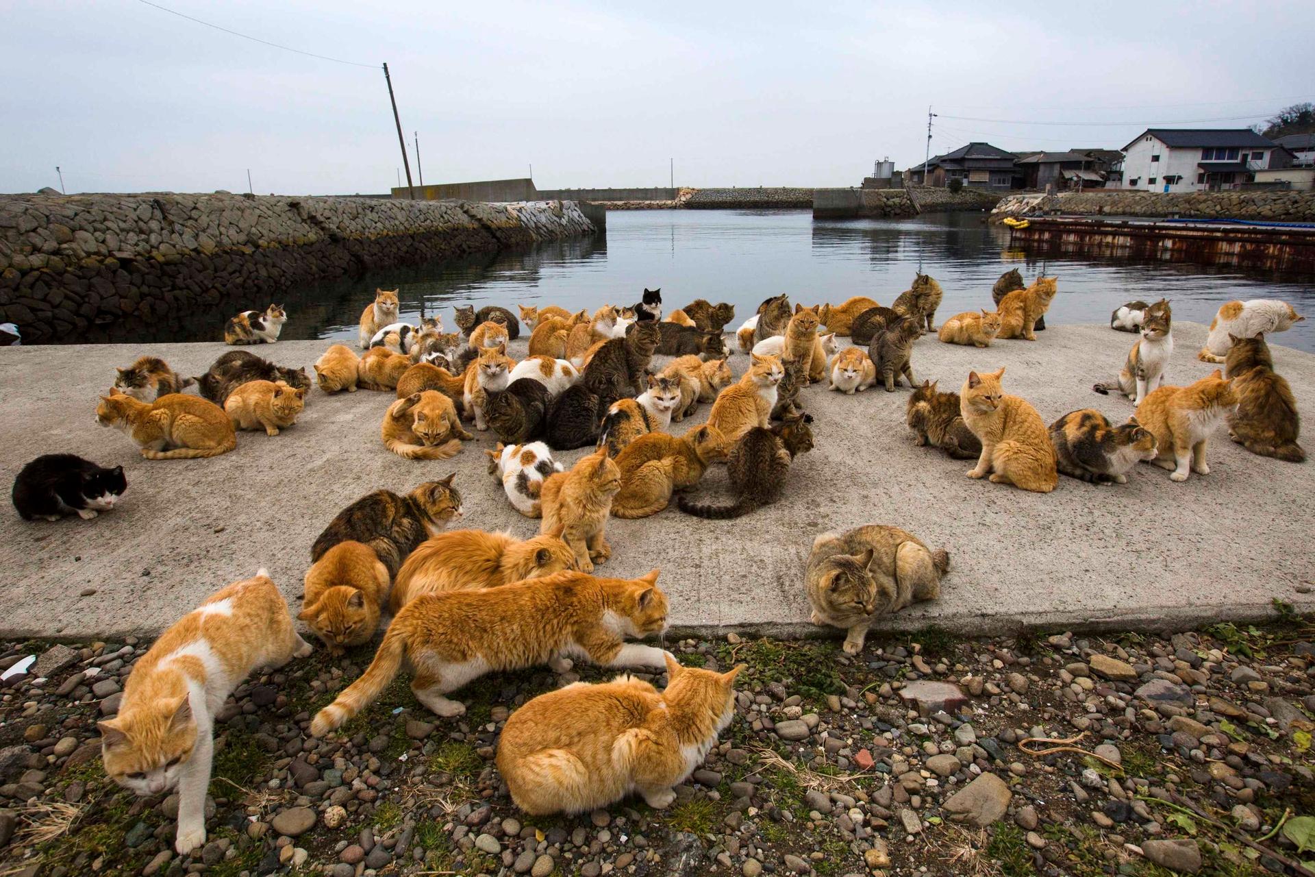 Aoshima, a Ilha dos Gatos no Japão