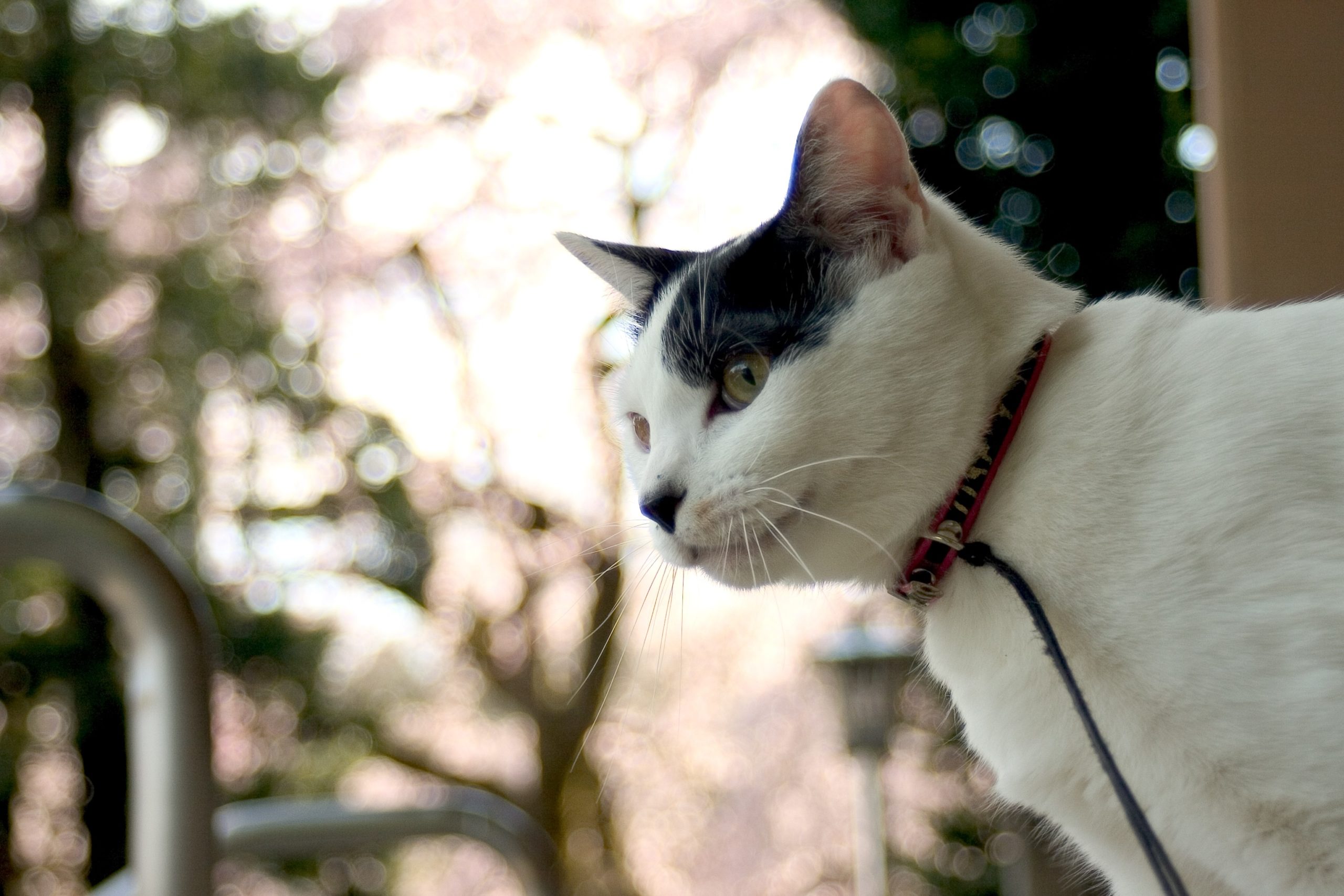 17 fotos que provam que os gatos amam as flores de cerejeira