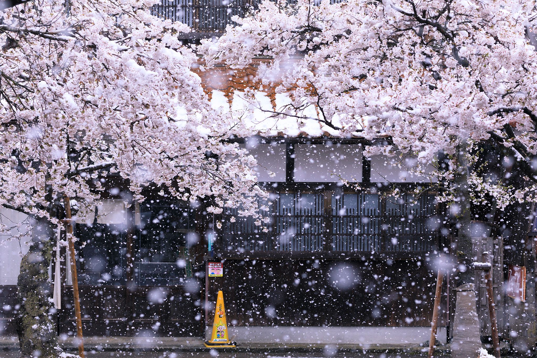 Yukizakura, a bela combinação da neve com sakura