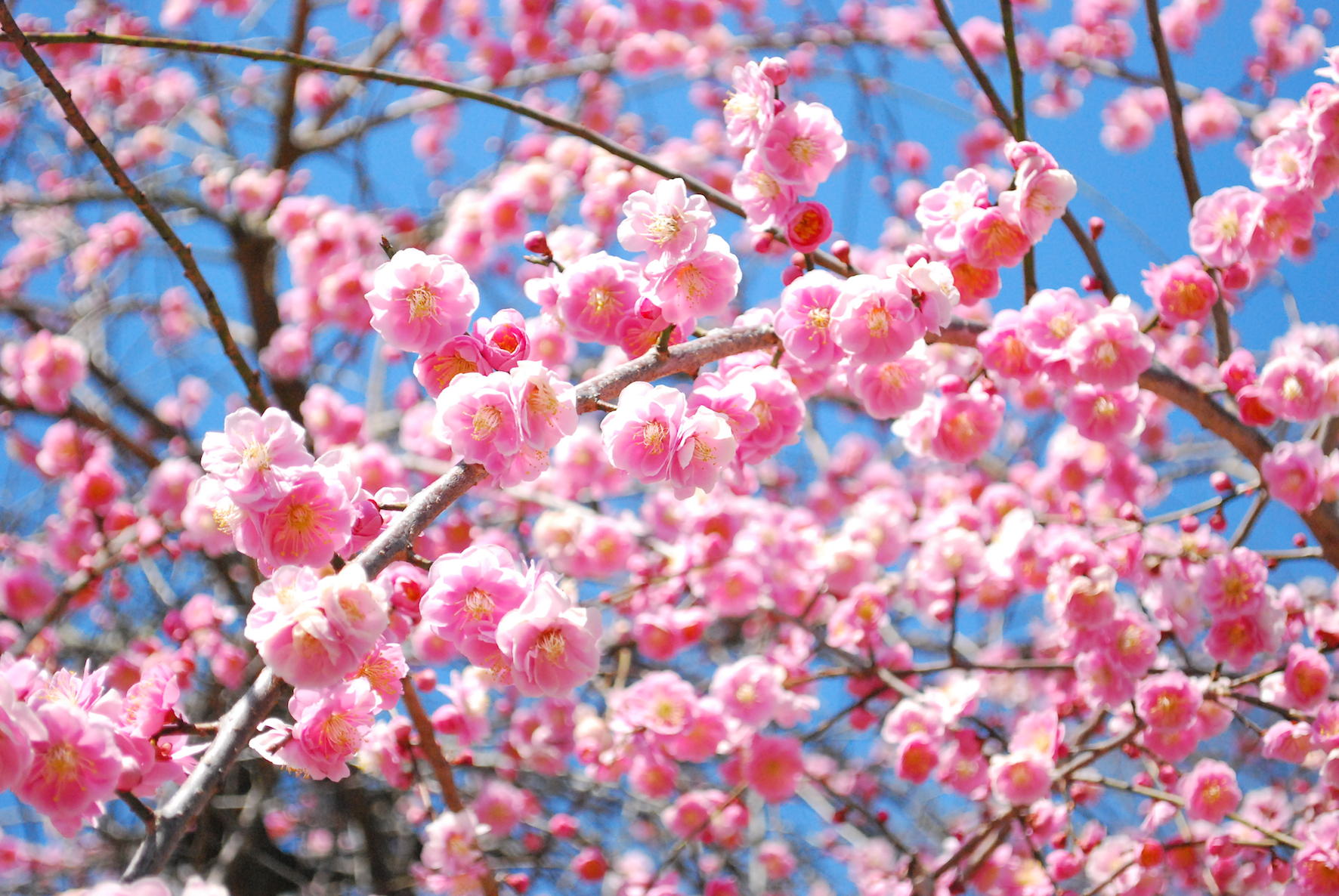 As 10 flores mais apreciadas do Japão