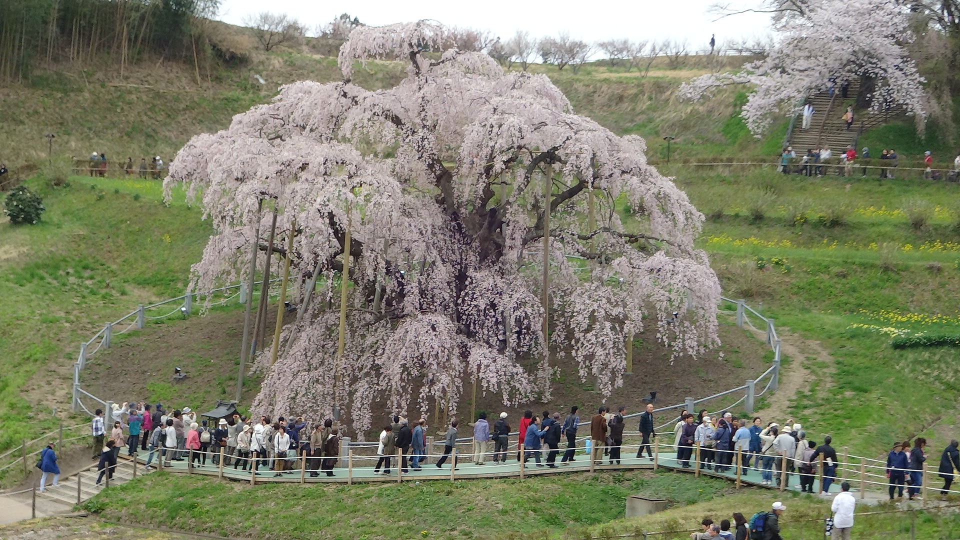 11 Árvores de Sakura Famosas no Japão