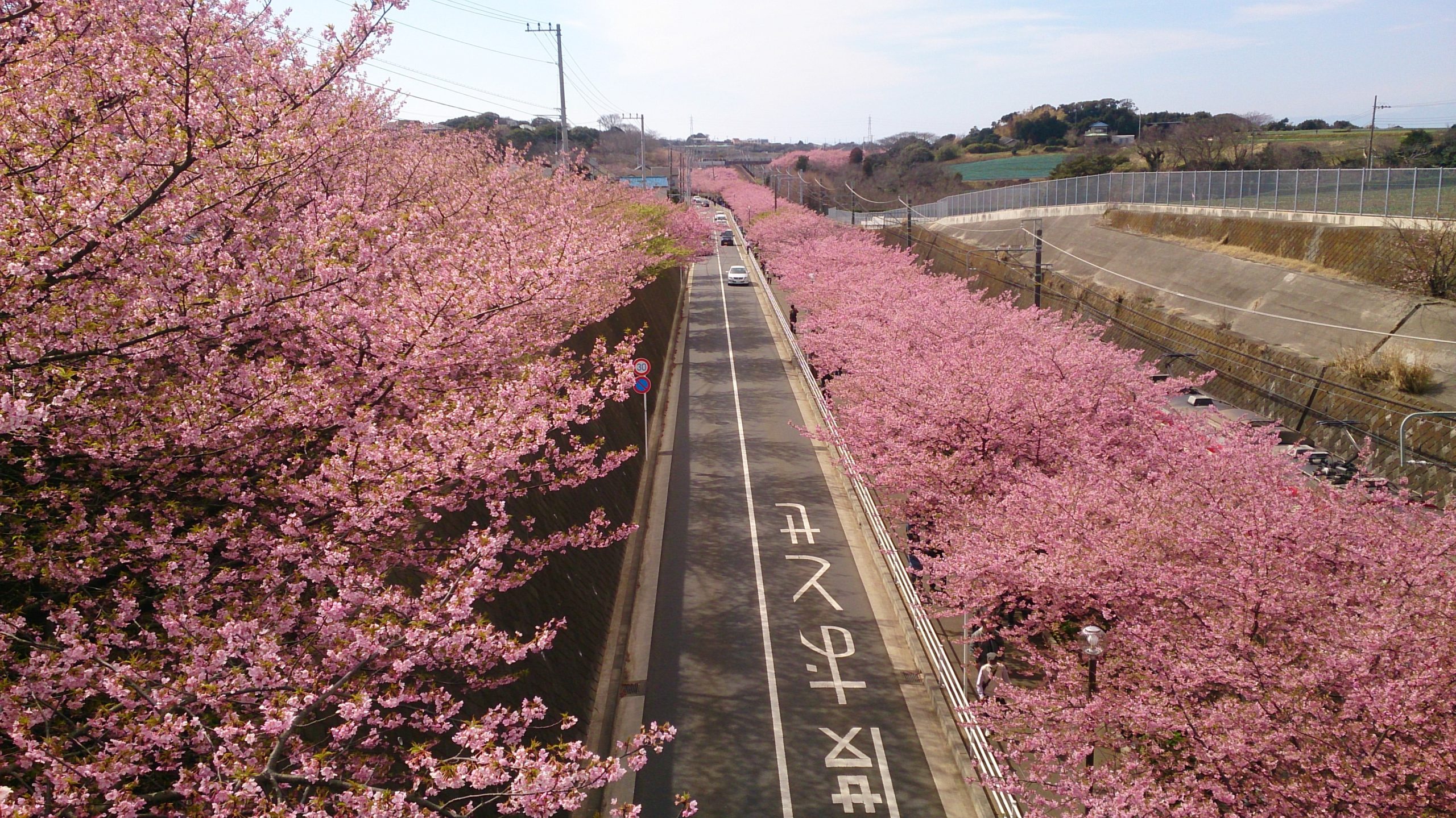 Os cinco melhores festivais de sakura em Tóquio