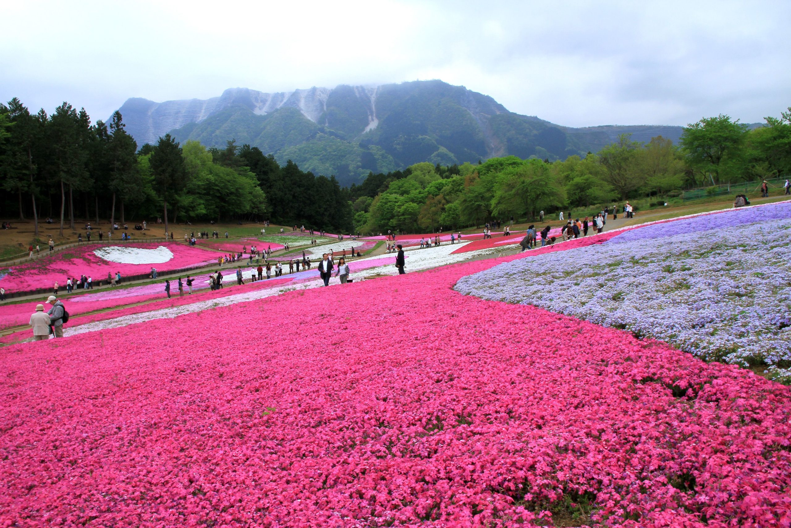 Chichibu Hitsujiyama Park em Saitama