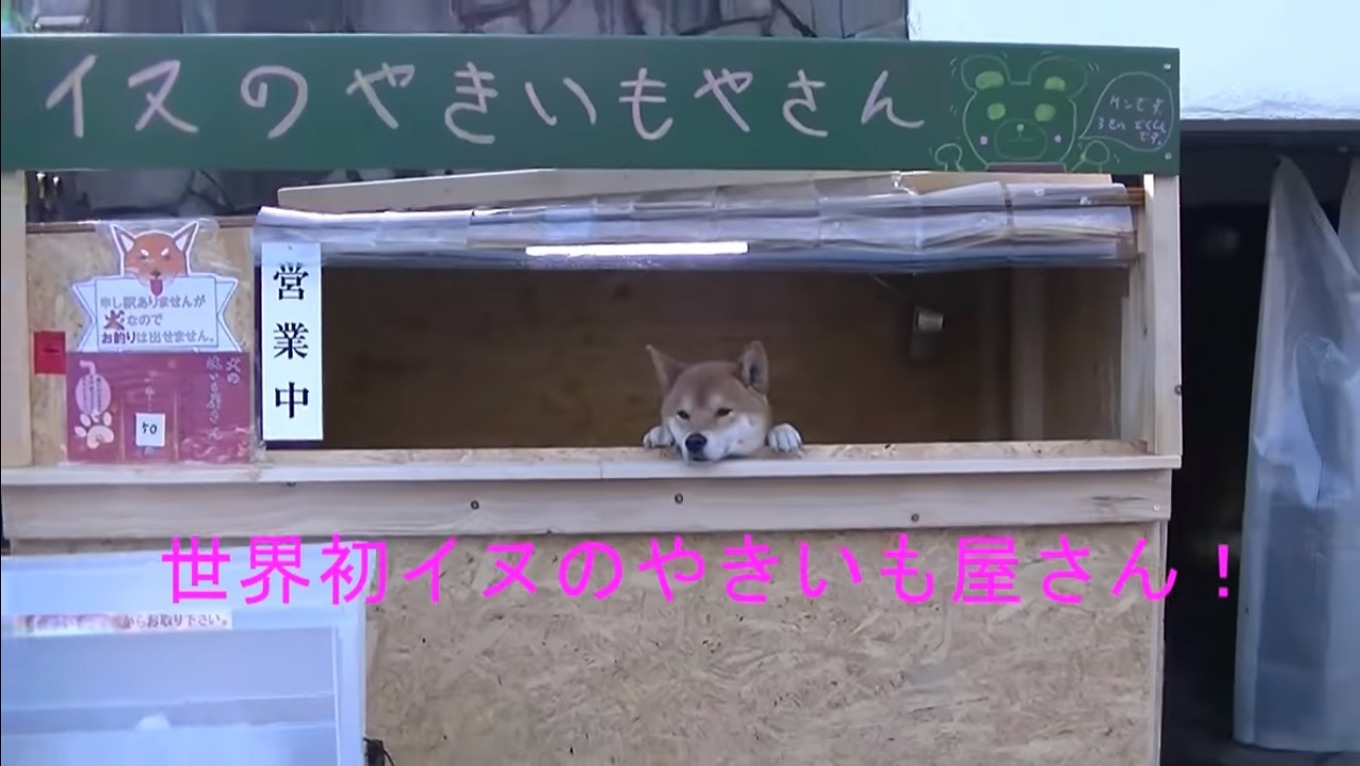 Veja o vídeo de um fofo Shiba Inu trabalhando como vendedor de uma barraca de comida