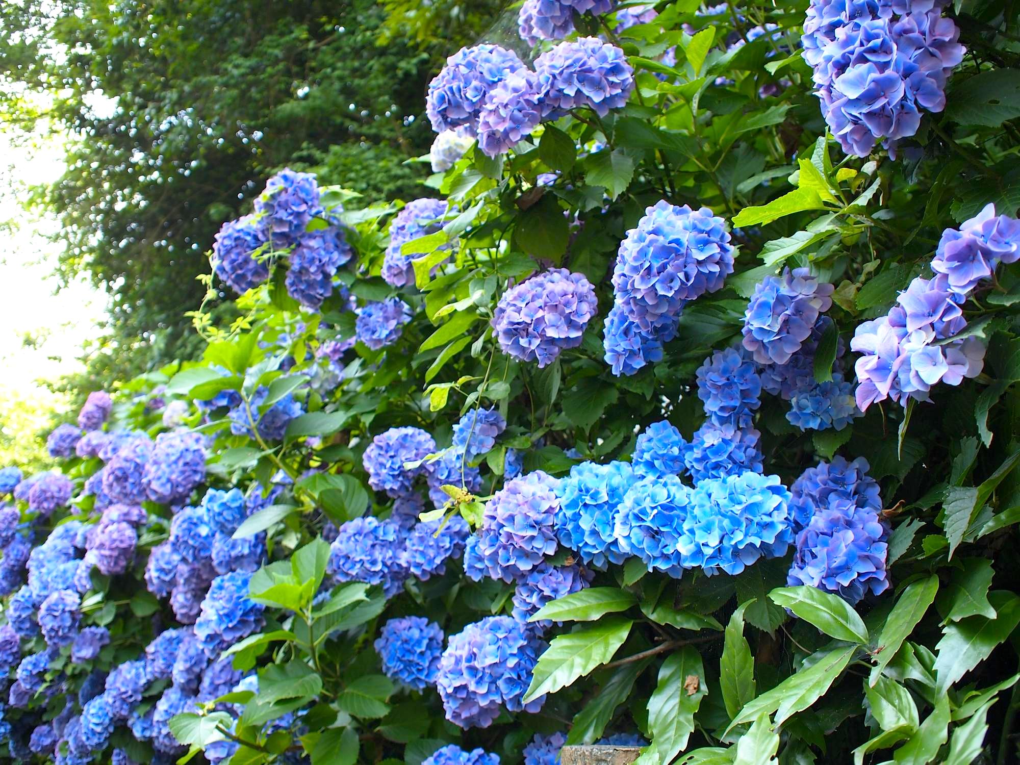 Ajisai, símbolo do verão japonês