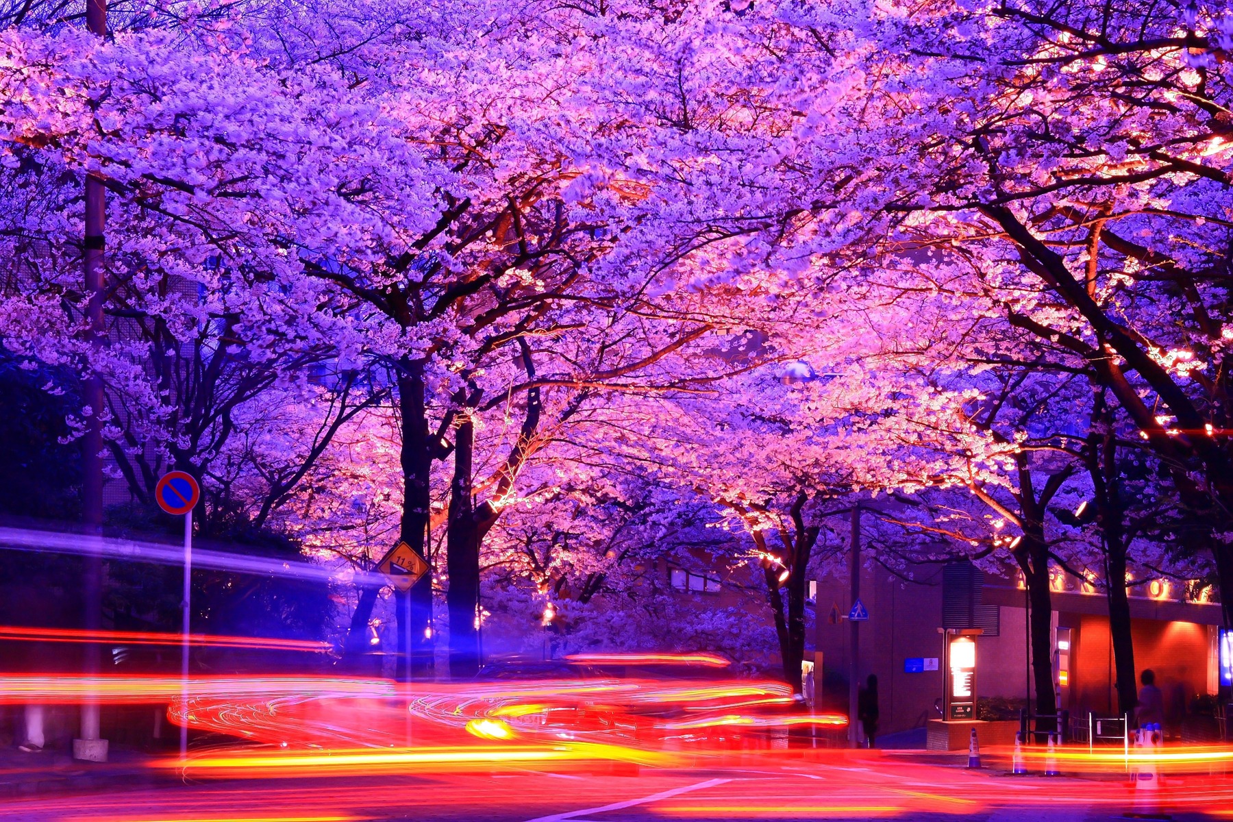 Yozakura: A visão noturna das flores de cerejeira em Tóquio