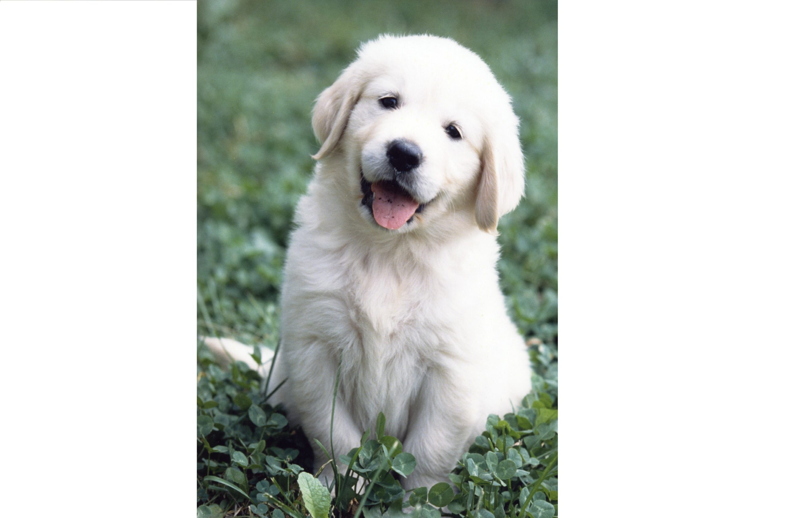 Momoko, o cão que recolheu lixo por 14 anos
