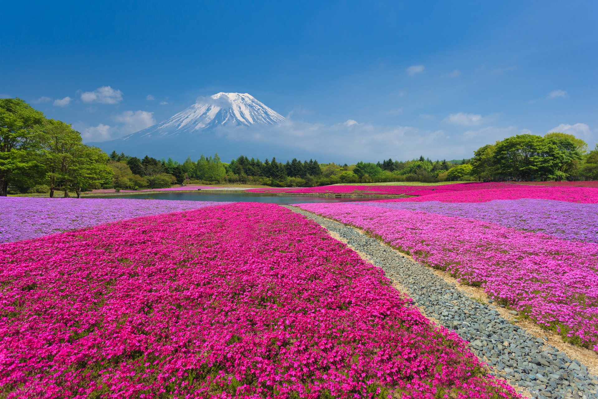 Fuji Shibazakura Festival 2019