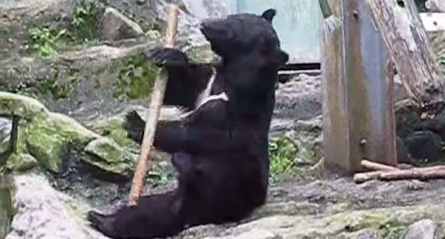 Urso Ninja em um zoológico no Japão