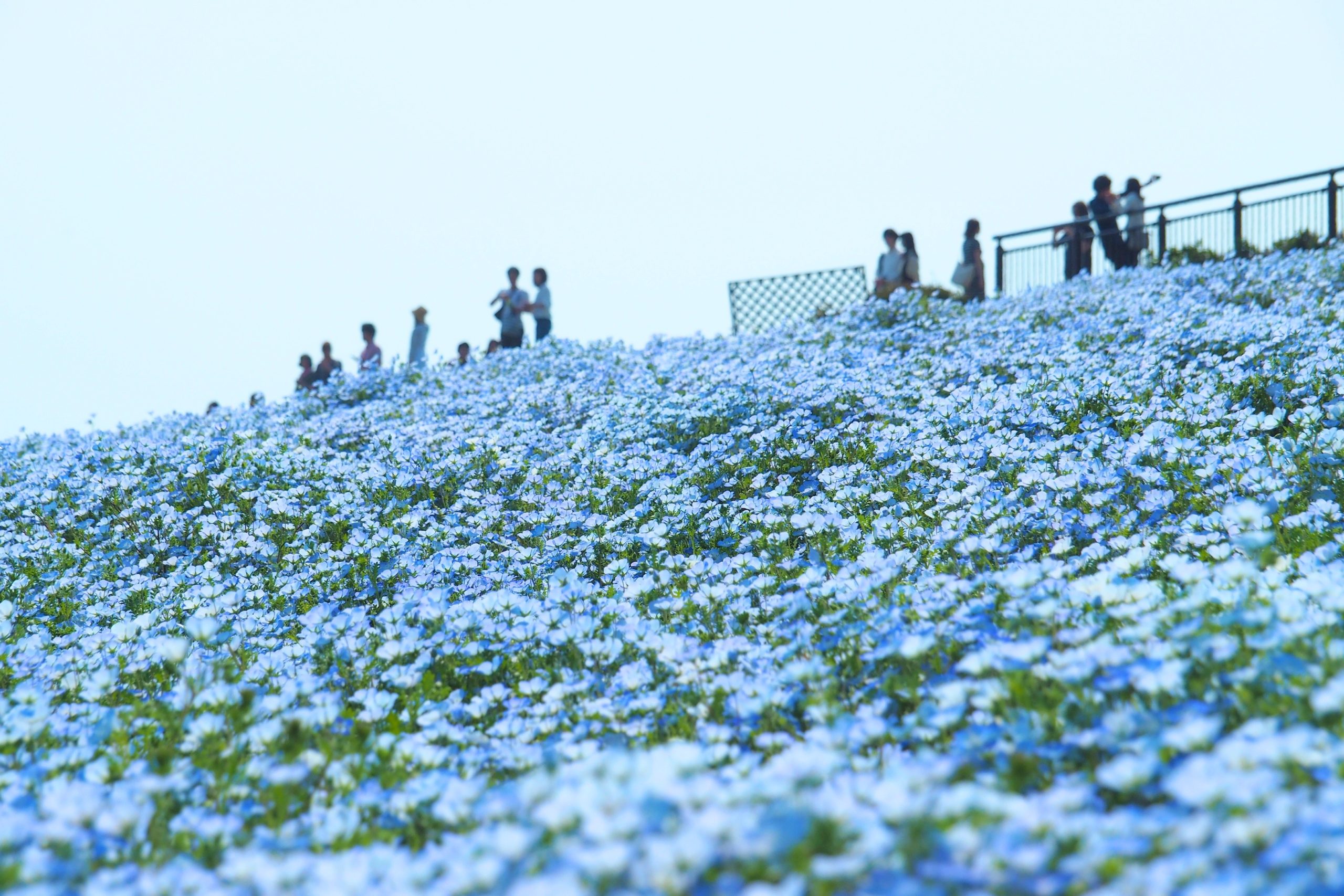 A bela combinação de Nemophilas e flores de cerejeira em Fukuoka