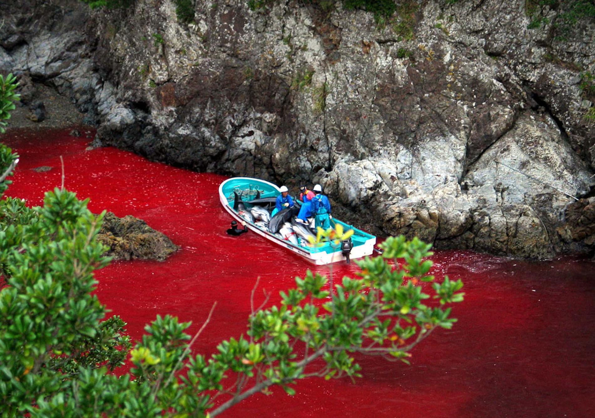 A caça indiscriminada de golfinhos em Taiji