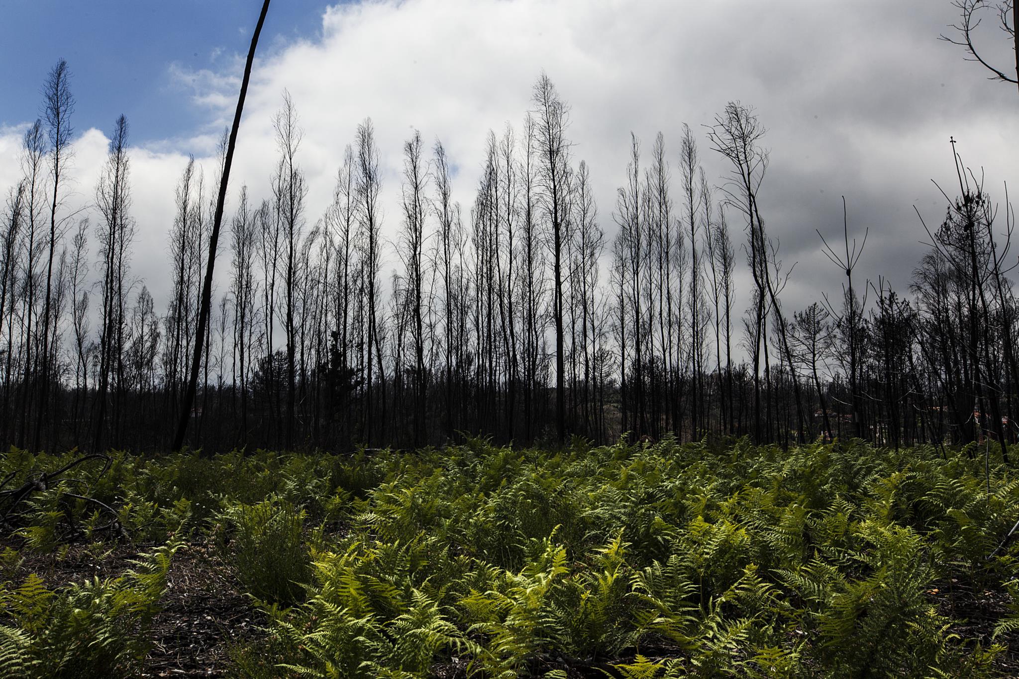 Filipinas aprova lei exigindo que cada estudante plante 10 árvores para se formar
