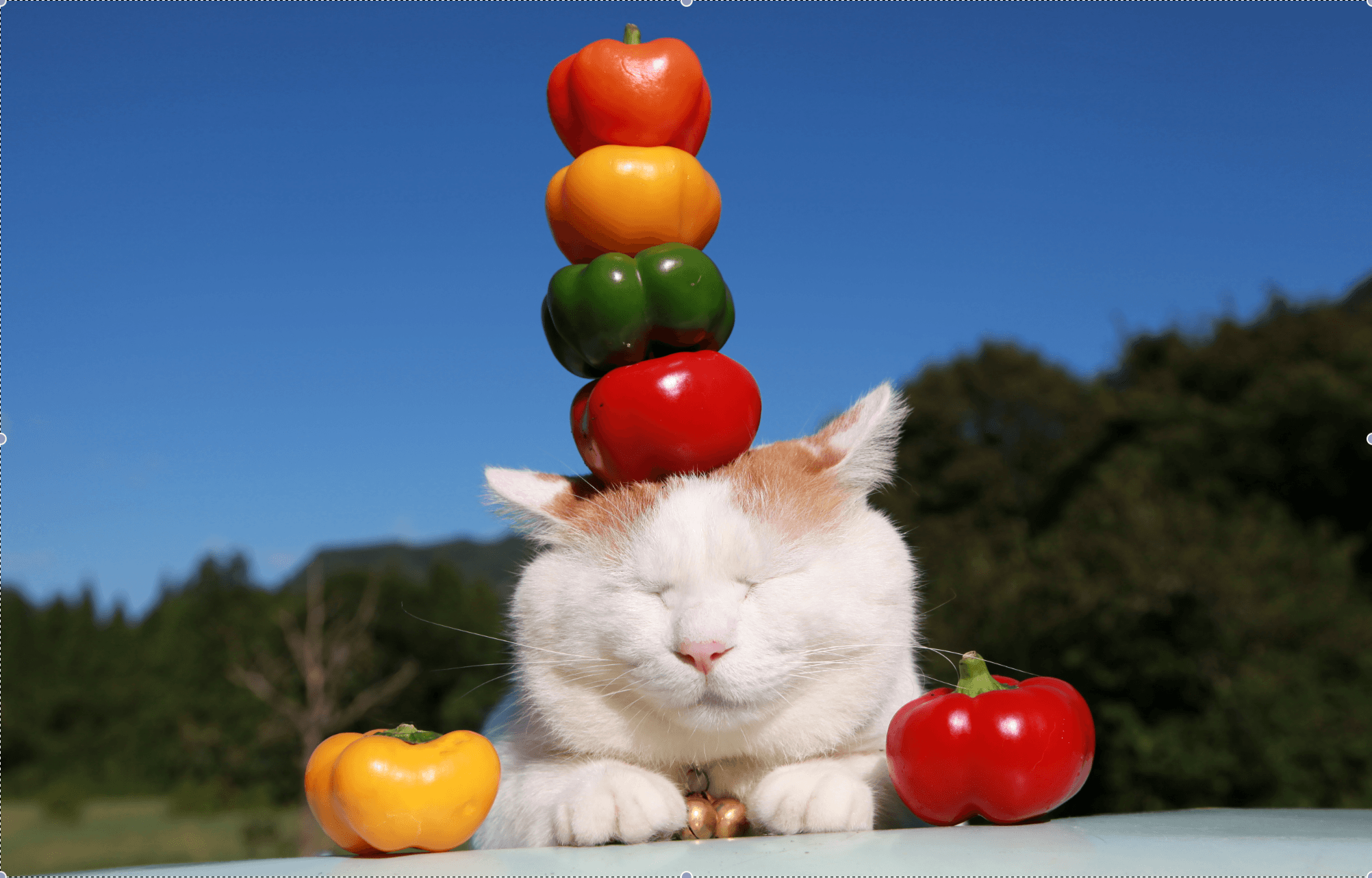 Kagoneko – O gato mais “zen” do Japão