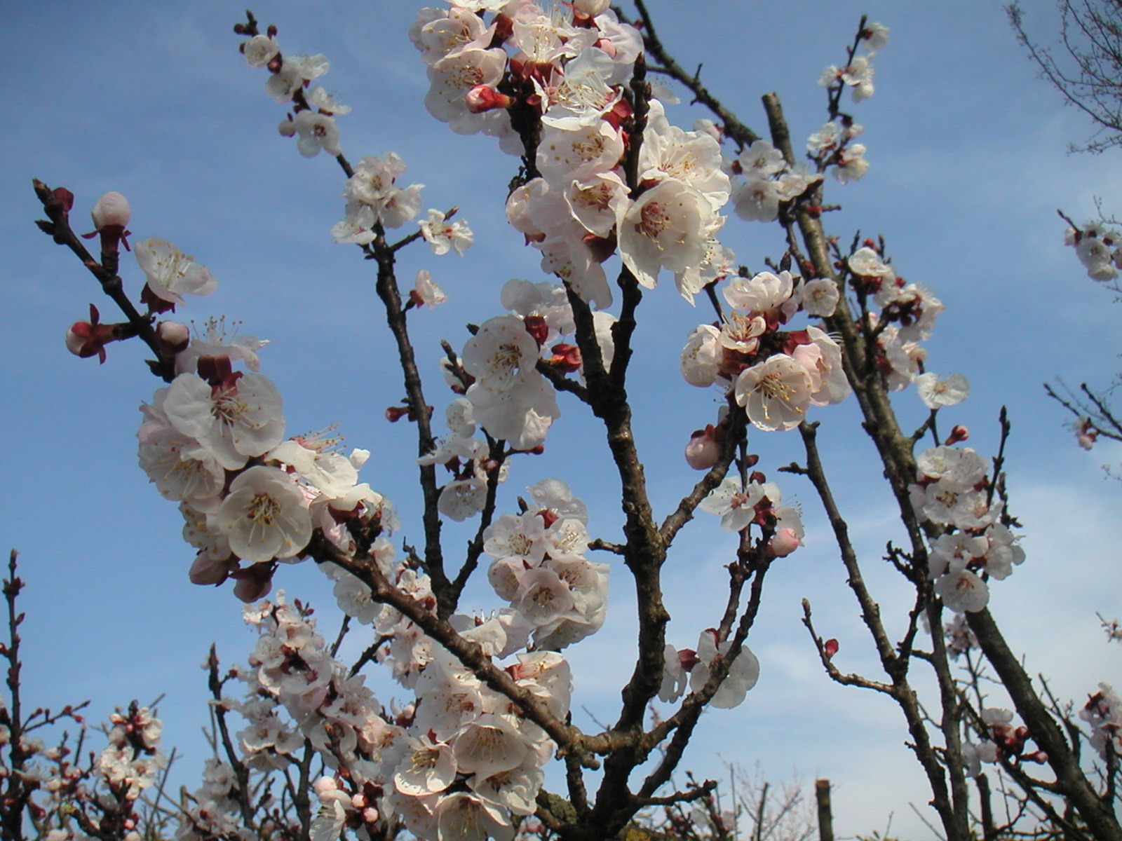 Flores de Ameixa e Seu Simbolismo no Japão
