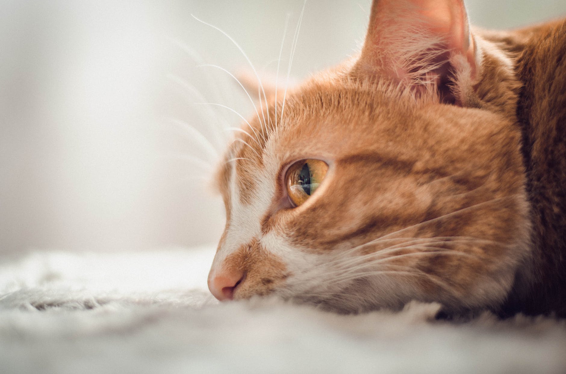 10 imagens que mostram porque é vantajoso ter um gato em casa