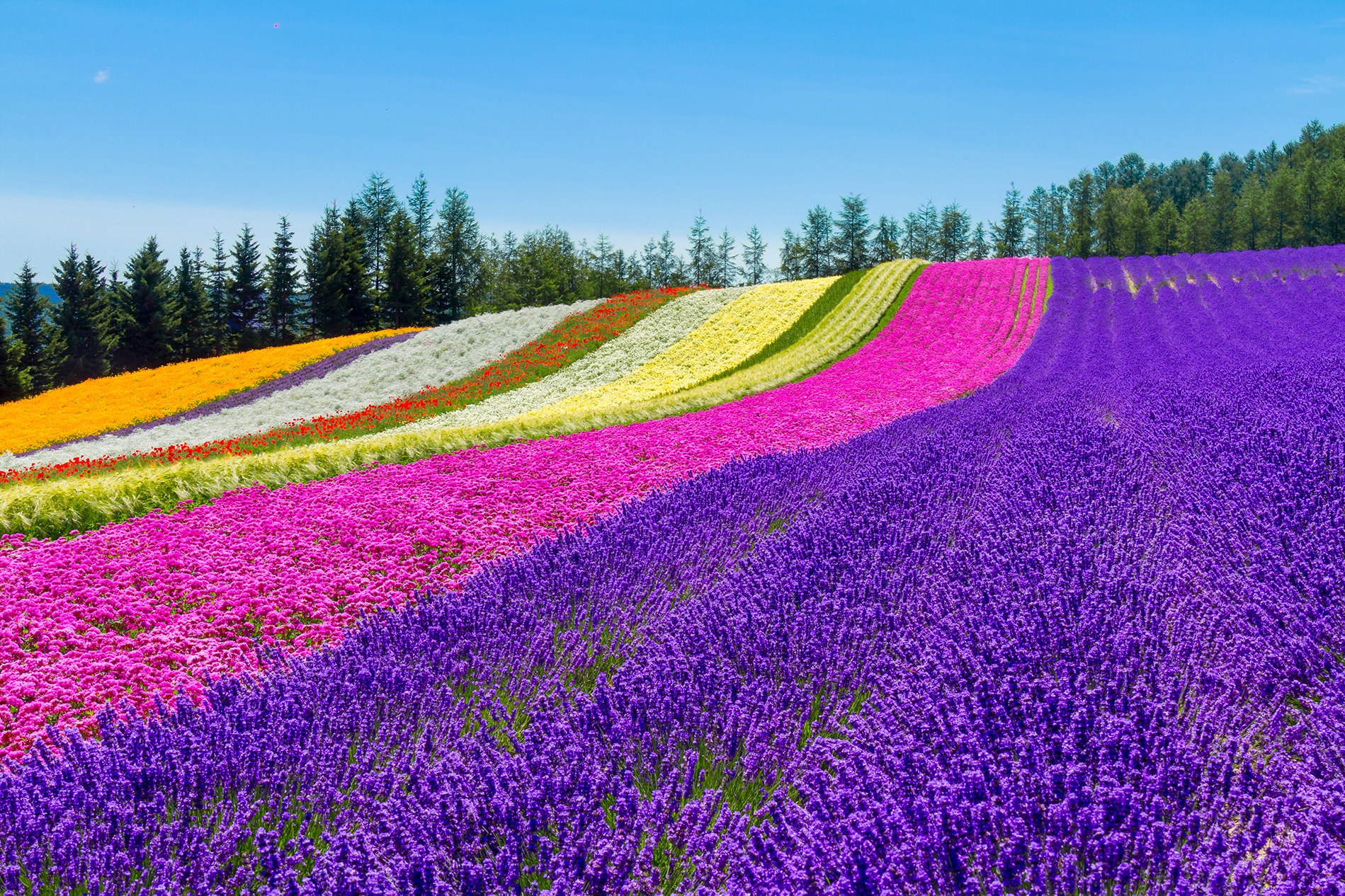 Os belos campos de flores de Hokkaido