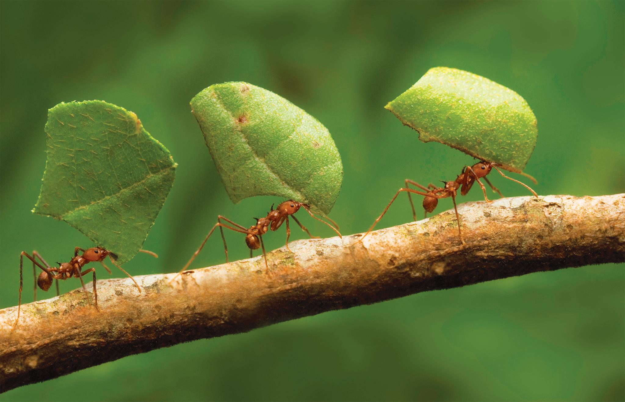 As formigas também supervalorizam as coisas pelas quais tiveram que trabalhar