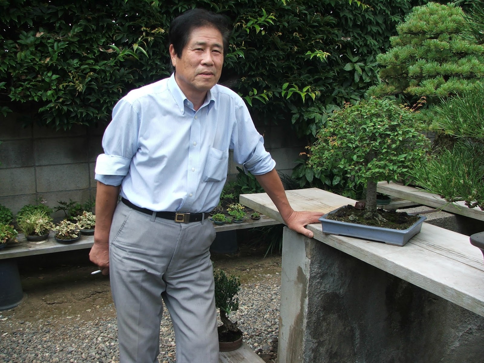 A incrível floresta de bonsai de Masahiko Kimura