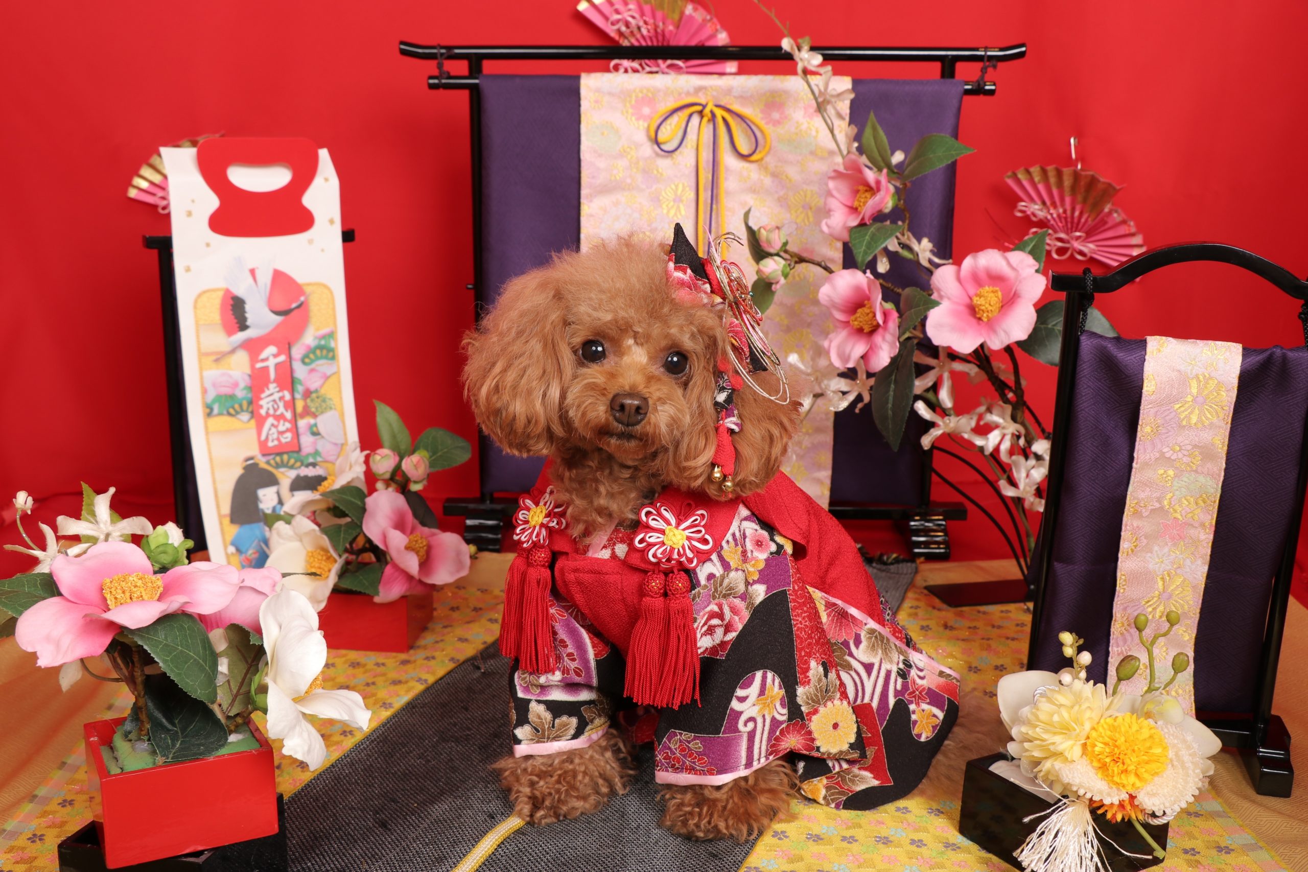 Adoráveis cães em trajes de quimono