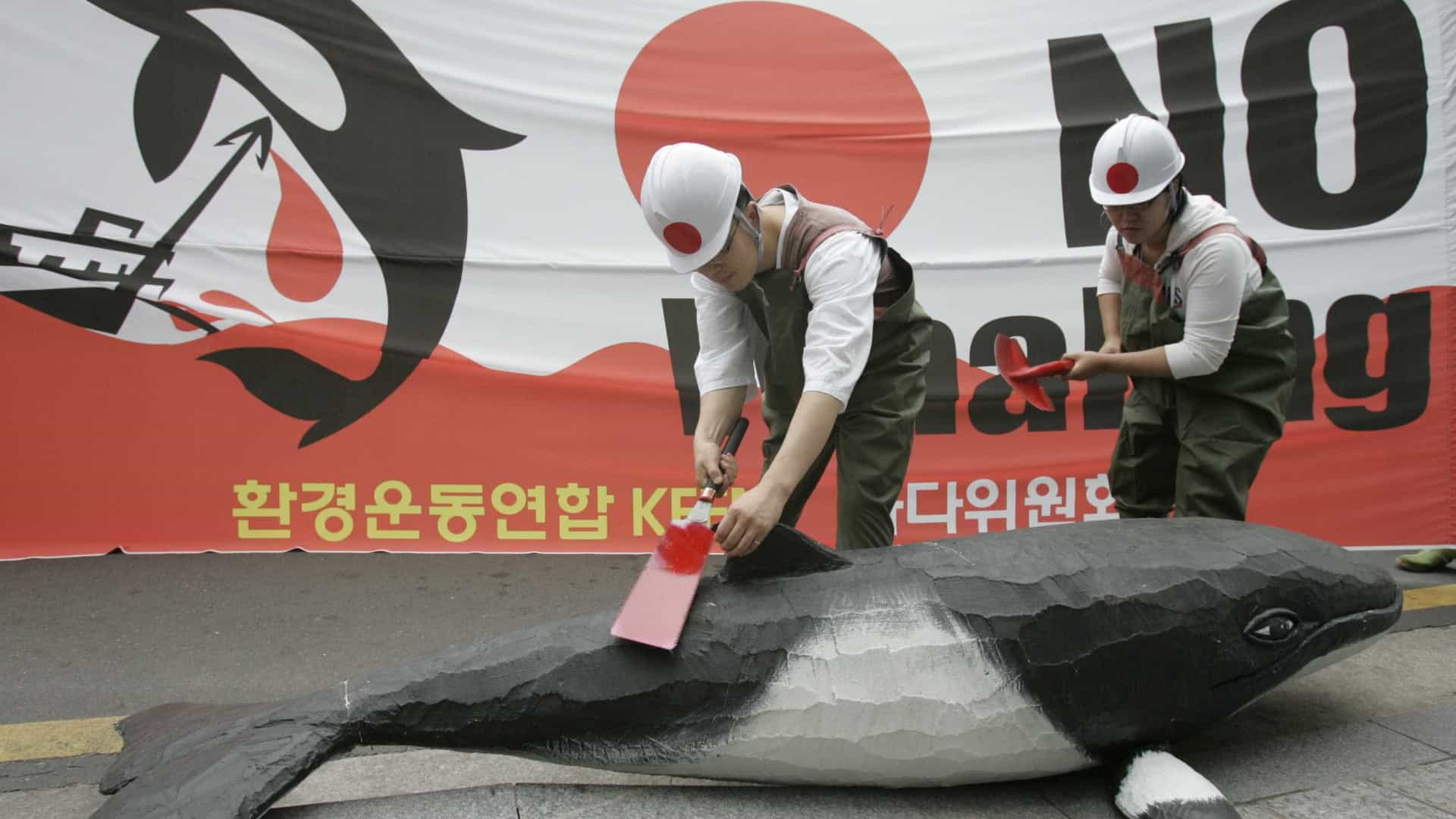 Um massacre sem fim: Japão retoma caça às baleias