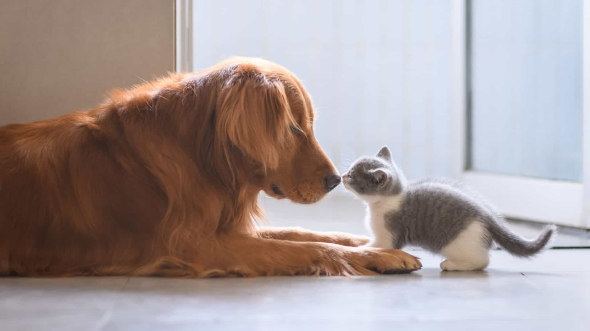 Empresa japonesa cria especiais para cães e gatos