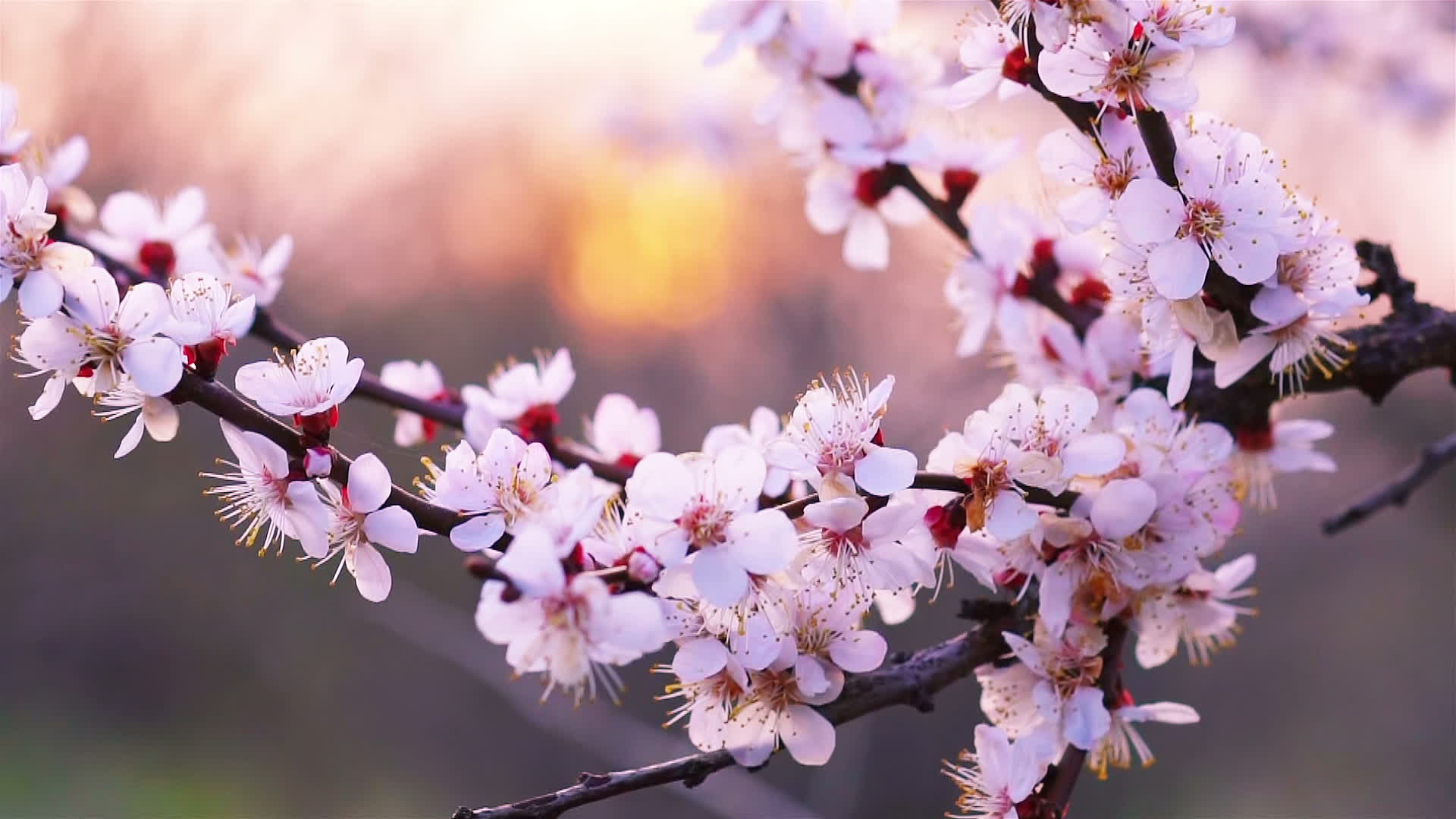 12 locais para apreciar flores de cerejeira no Brasil