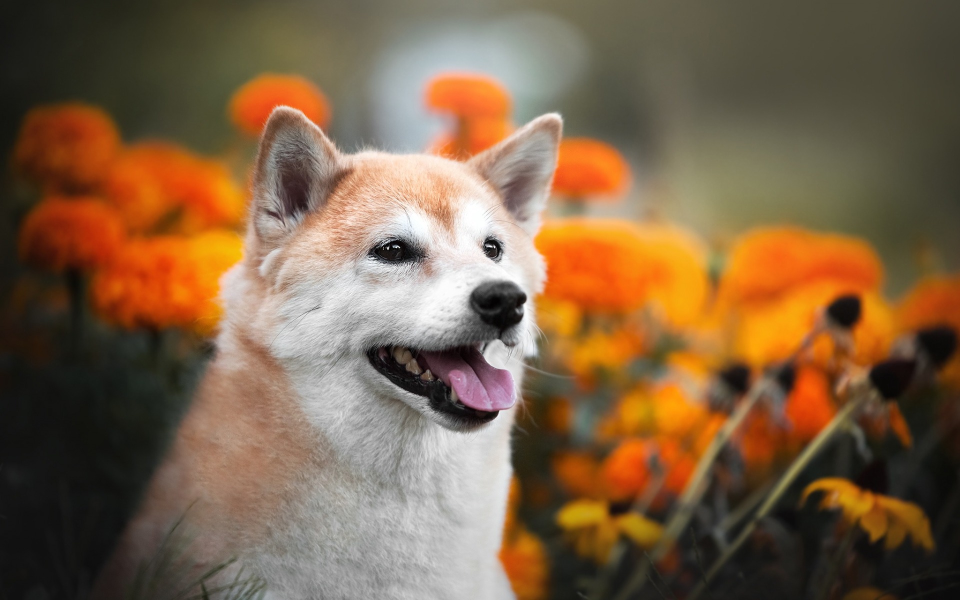 Raças de cães de origem japonesa