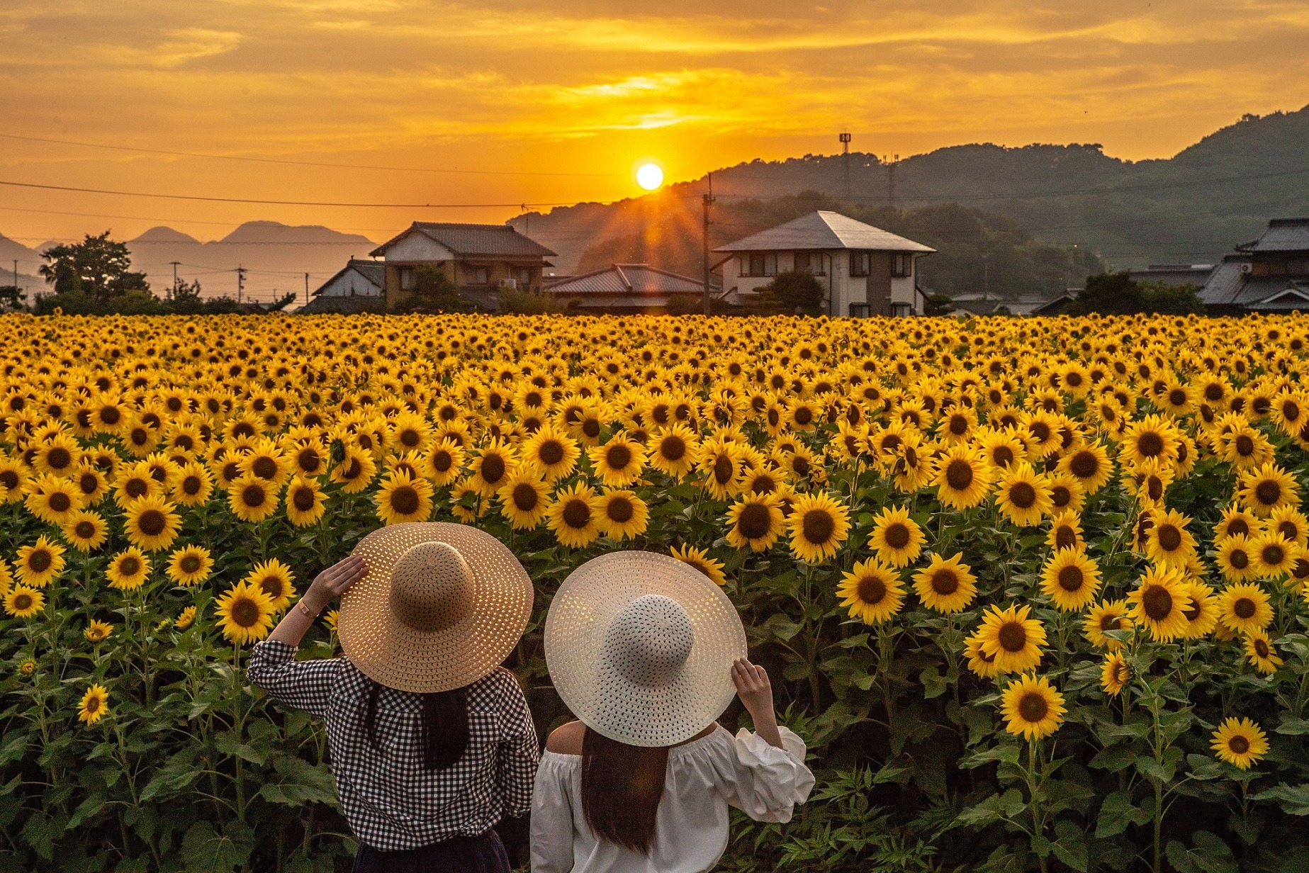 10 Festivais de Girassóis para você conhecer no Japão