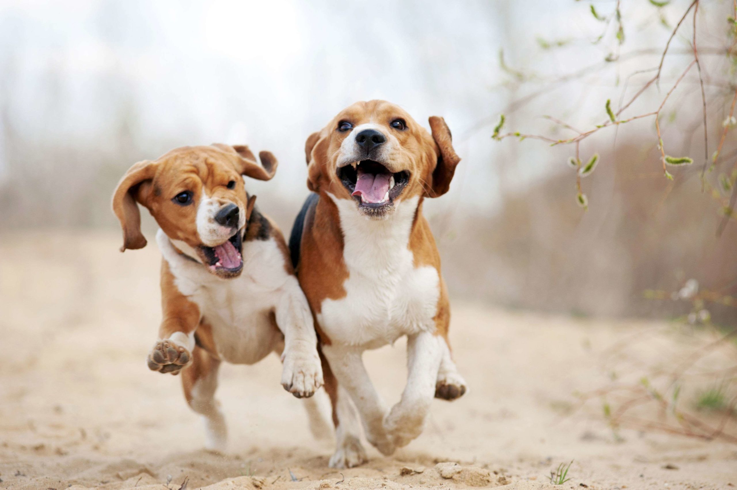 Os olfatos dos cachorros é superior ao dos humanos? Nem sempre…