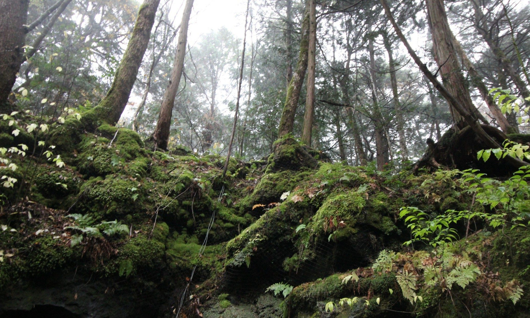 Os mistérios da Floresta de Aokigahara