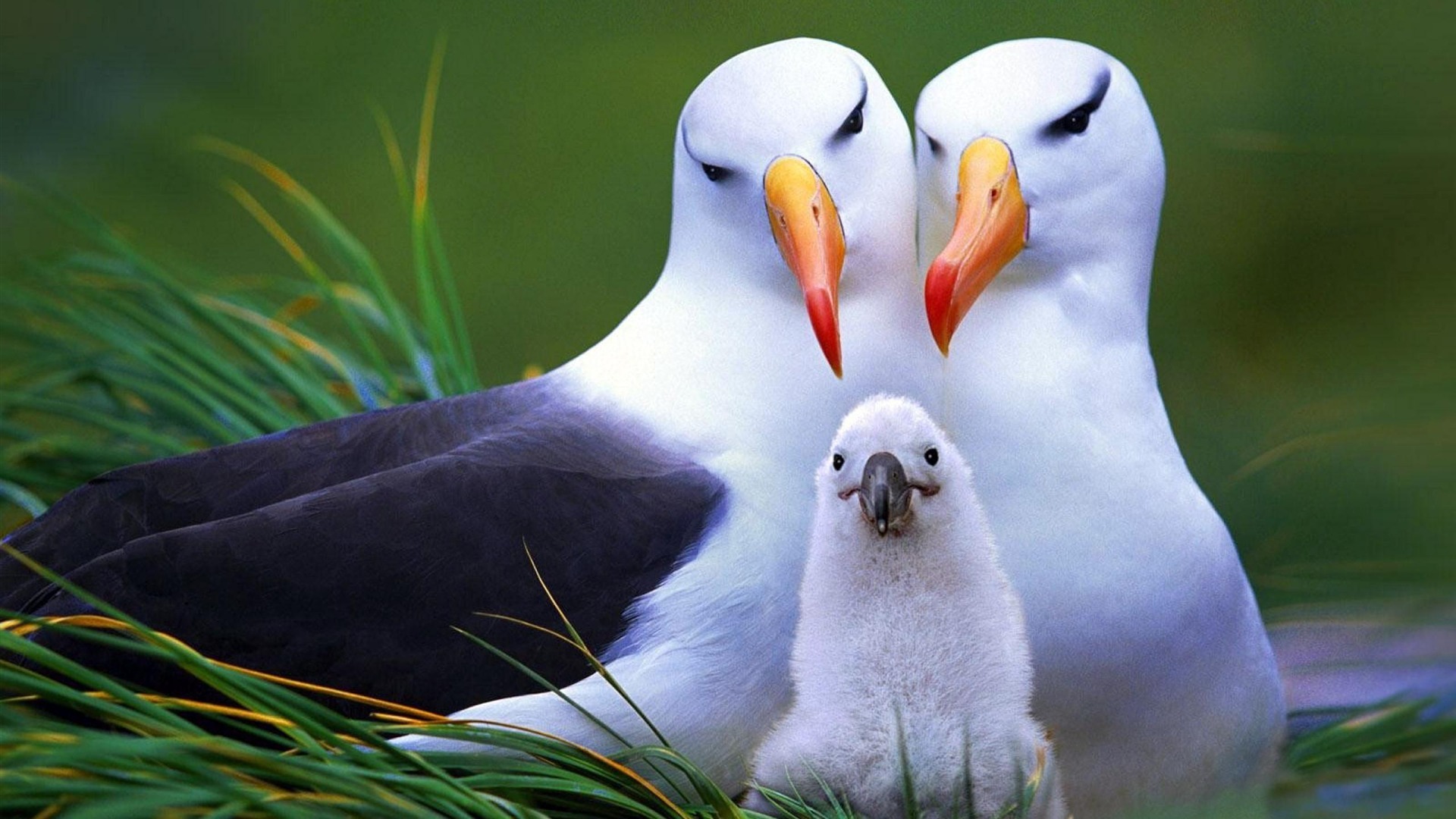 O Destino Trágico do Albatroz Japonês