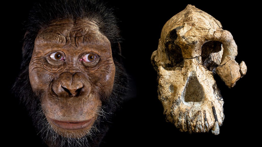 Descoberta de crânio de 3,8 mi de anos pode revolucionar a história da humanidade