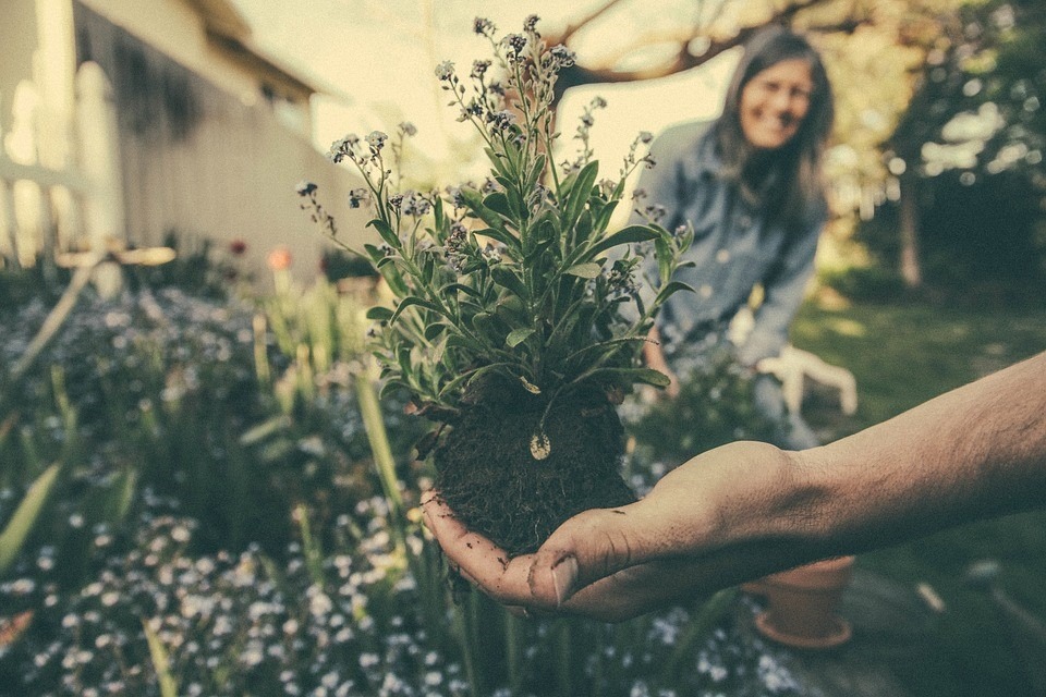 Para cientistas plantas têm consciência e inteligência