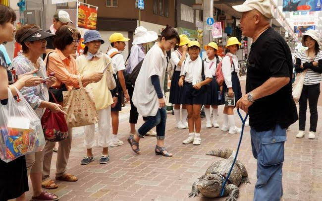 Conheça o japonês que cria um jacaré como animal de estimação há quase 4 décadas