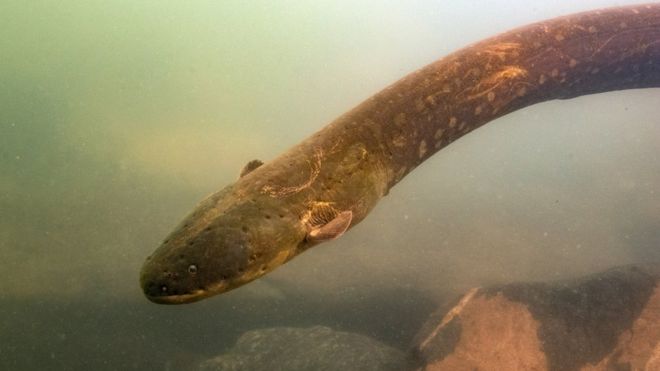 Nova espécie de peixe-elétrico descoberta na Amazônia emite 860 volts, descarga mais forte já registrada em animal