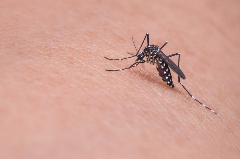 Cientistas podem ter criado espécie mais resistente de mosquito