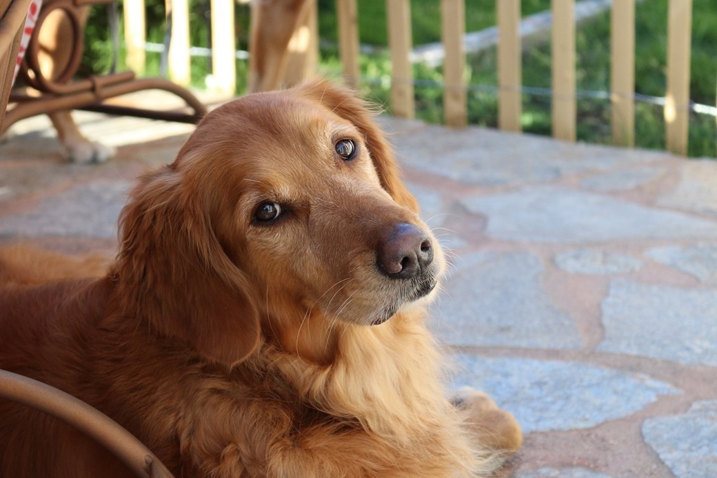 Ter um cachorro reduz risco de morte prematura em 24%, diz estudo